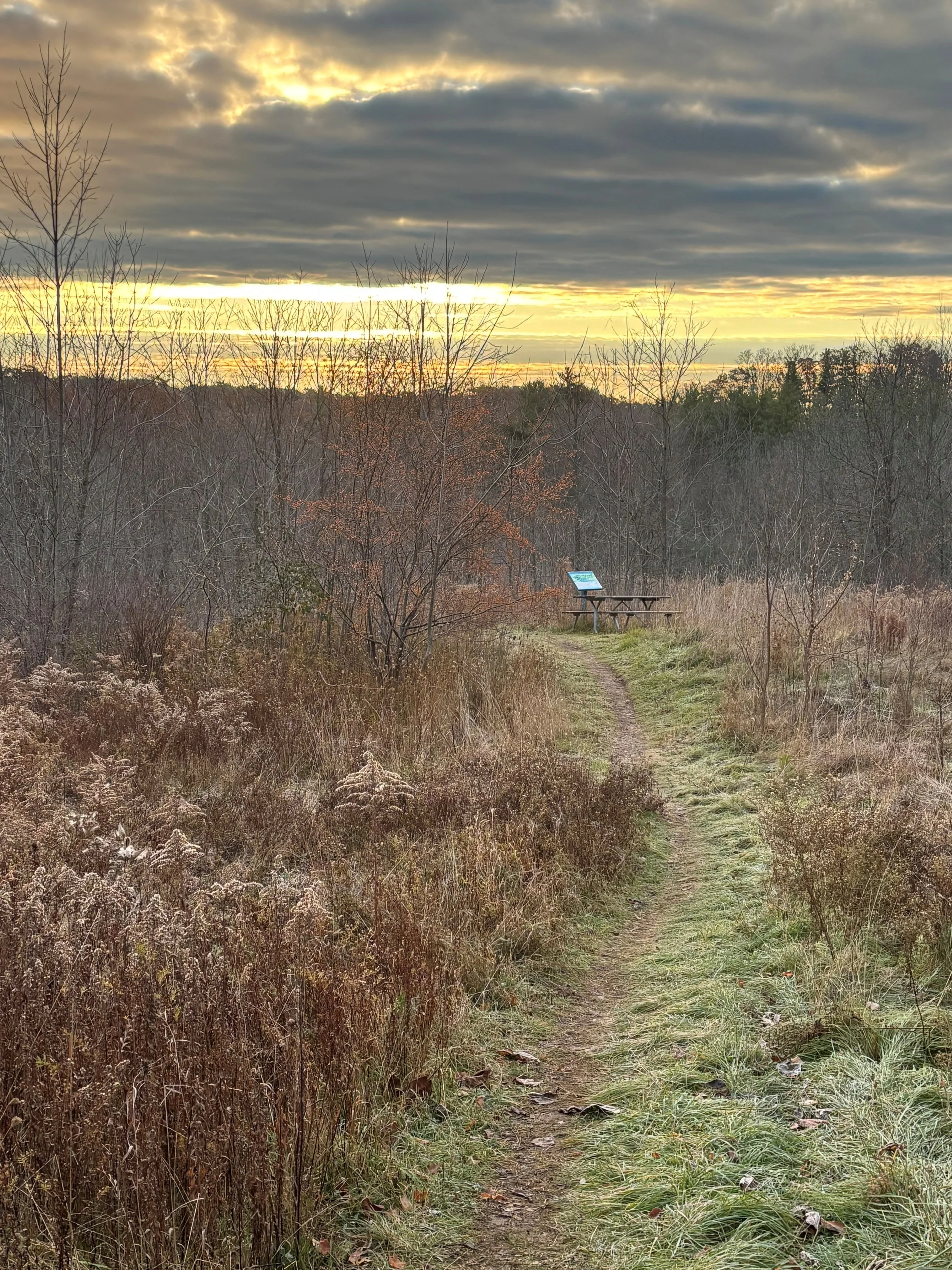 What does Ecotherapy Clinical Supervision Look Like?