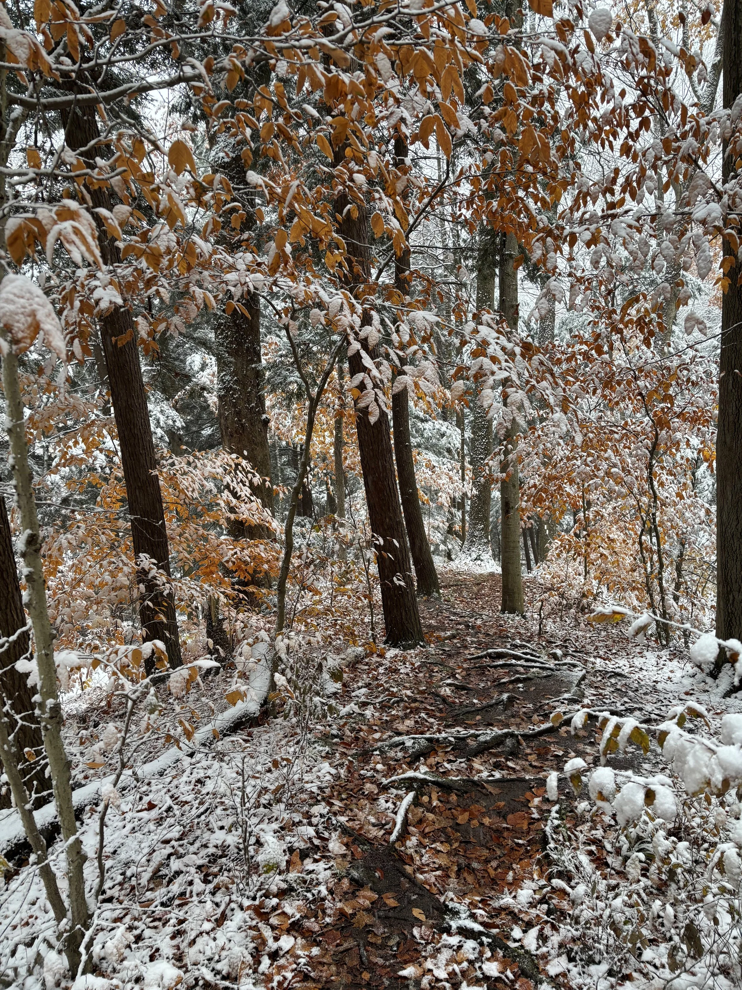 Nature Therapy in the Winter