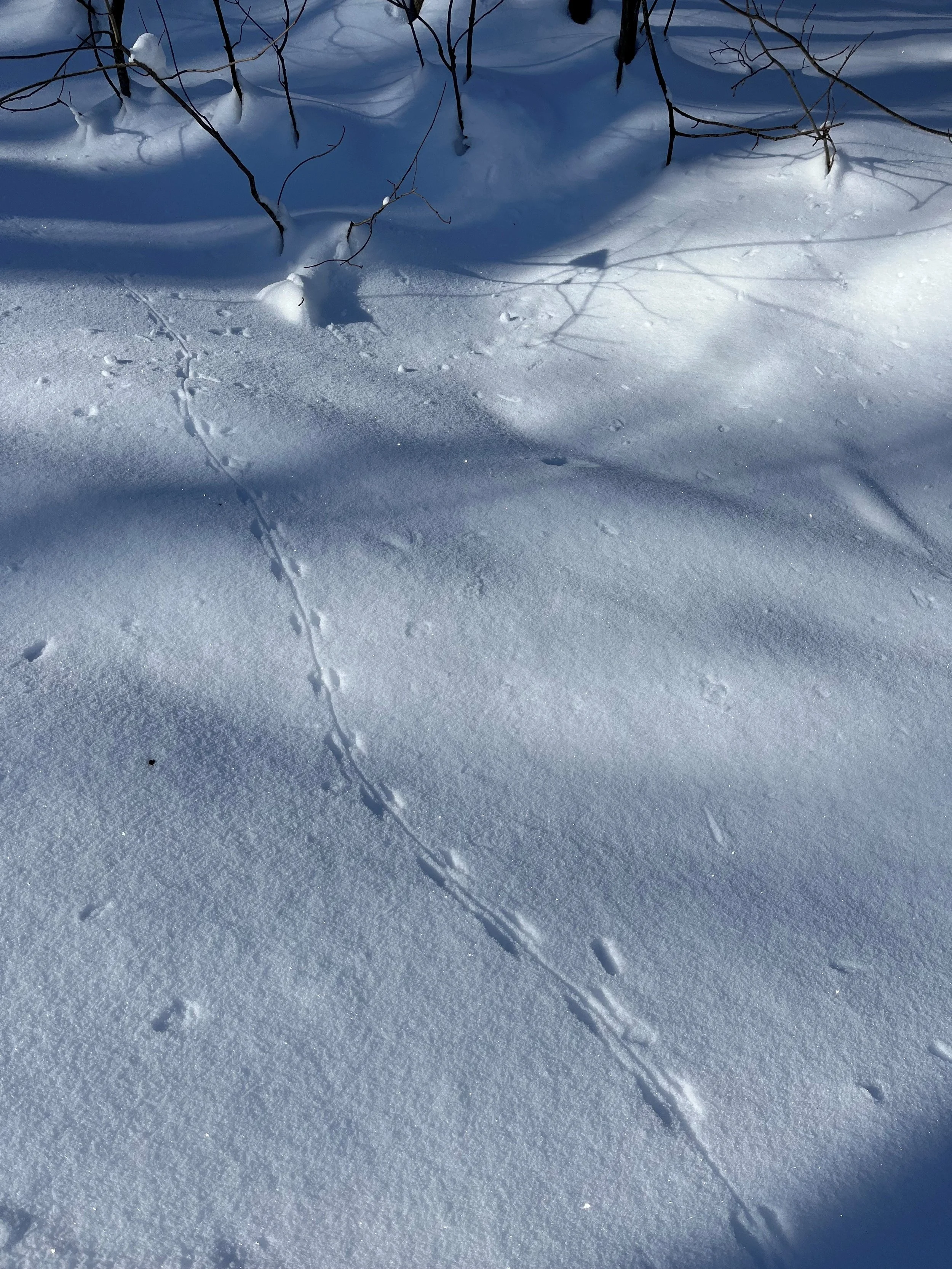 Outdoor Mindfulness vs Indoor Mindfulness