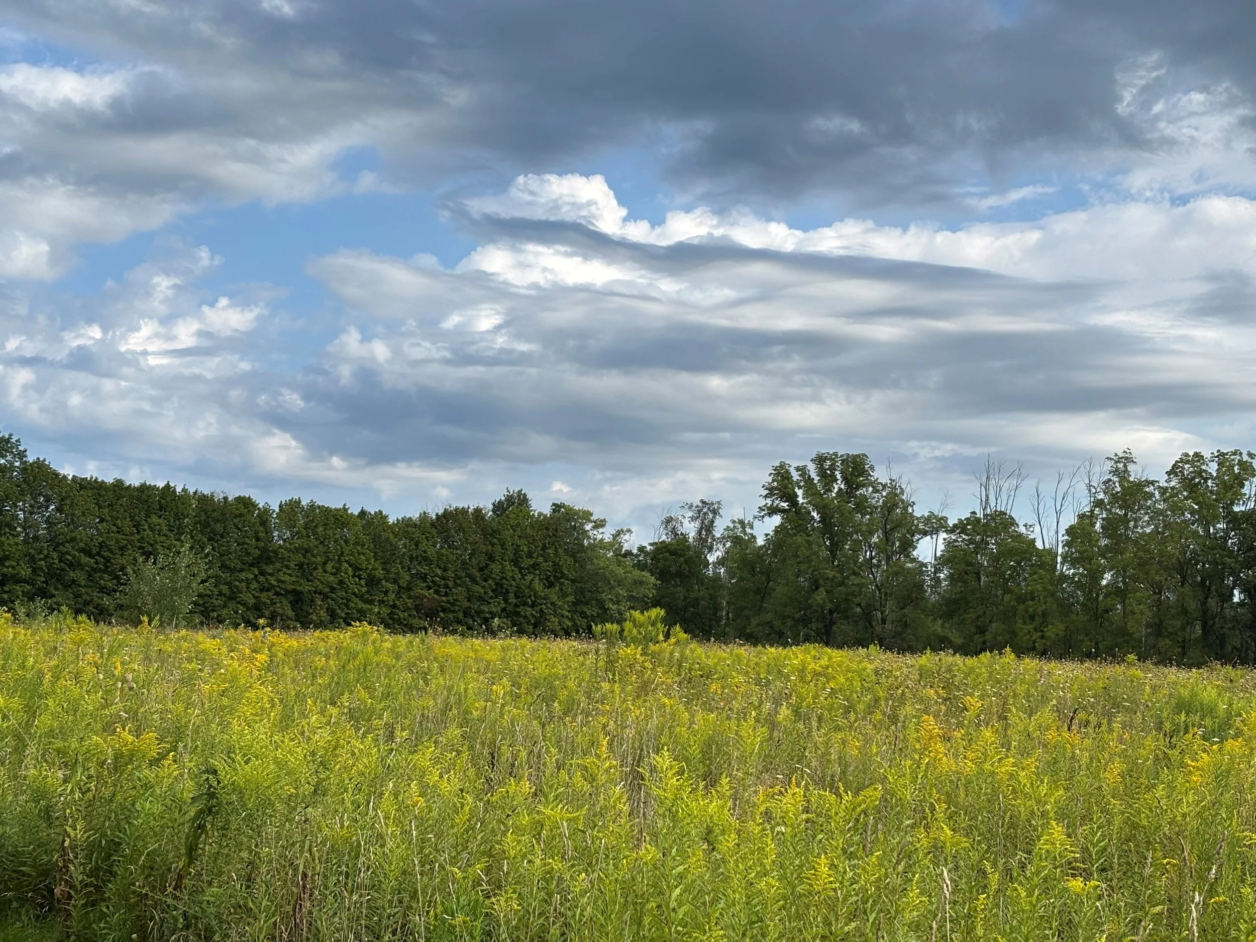 Ecotherapy Group Supervision