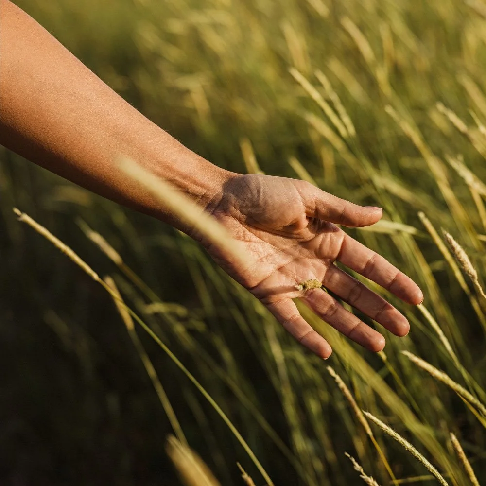 Healing Spaces Therapy: a hand peacefully brushing against tall grass.