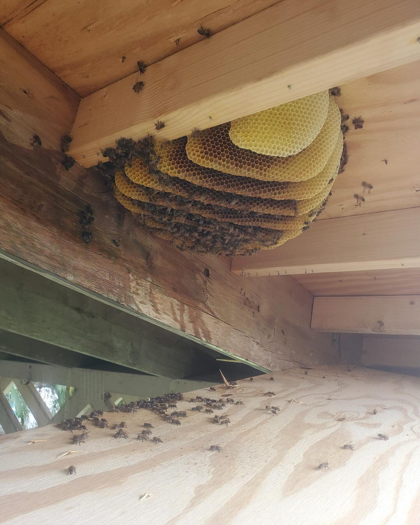 Did you know we offer Bee removal services? 🍯 #PestControl #BeeRemoval