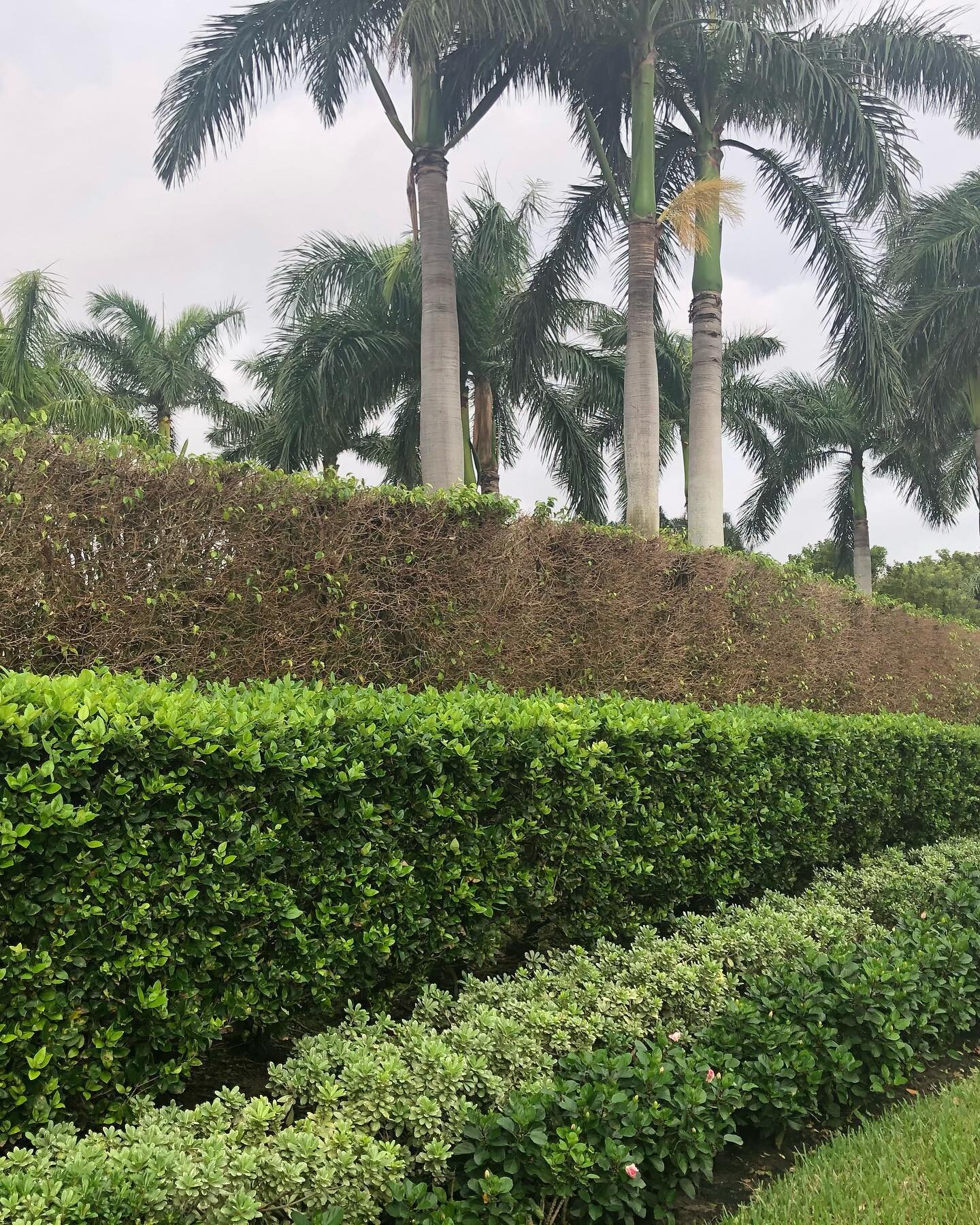 Due to environmental conditions and population cycles, Whitefly has presented in large numbers and has caused severe damage to homeowner's hedges. Ficus whitefly have become much more tolerant to treatment. These new conditions have made it important