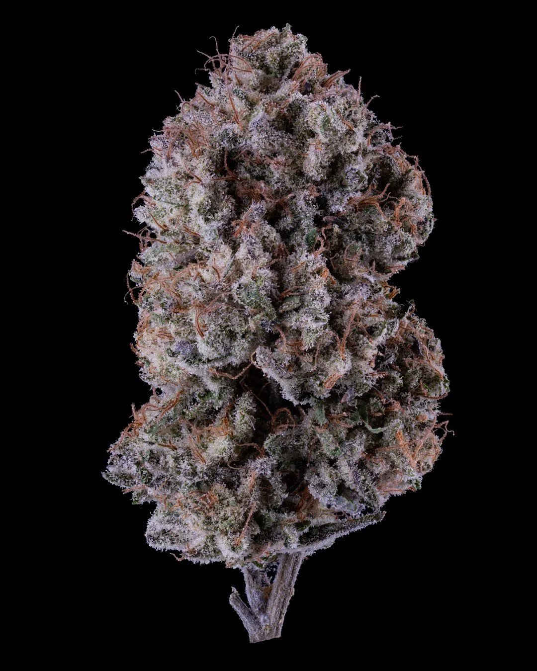 Popanonymous - 1.png