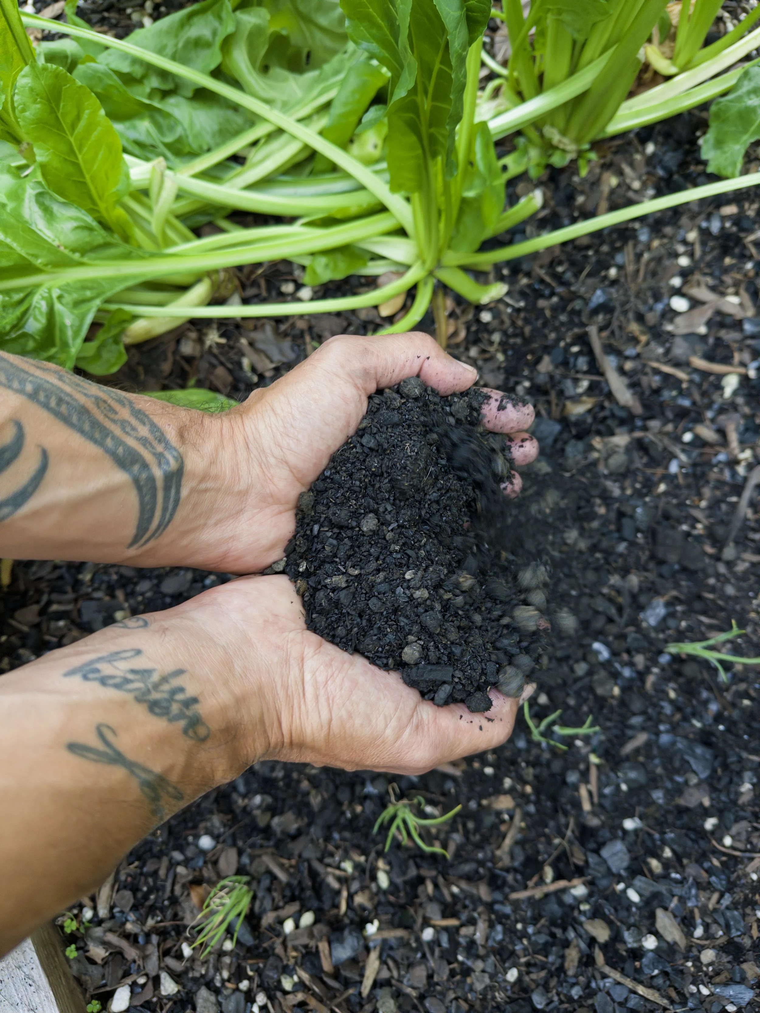 Organic Biochar Fertilizer