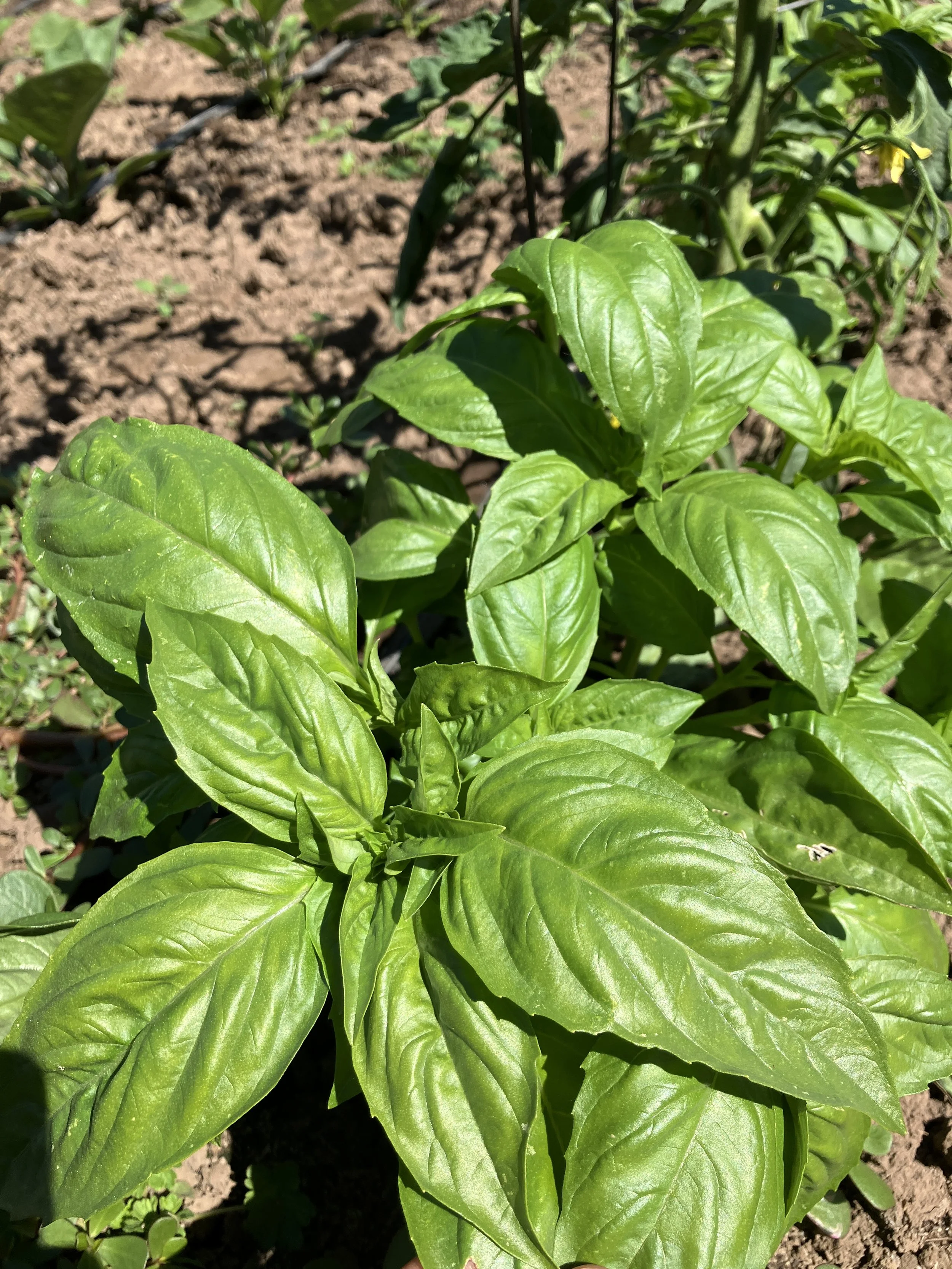 Grow Your Own Herbs & Resilience Workshop