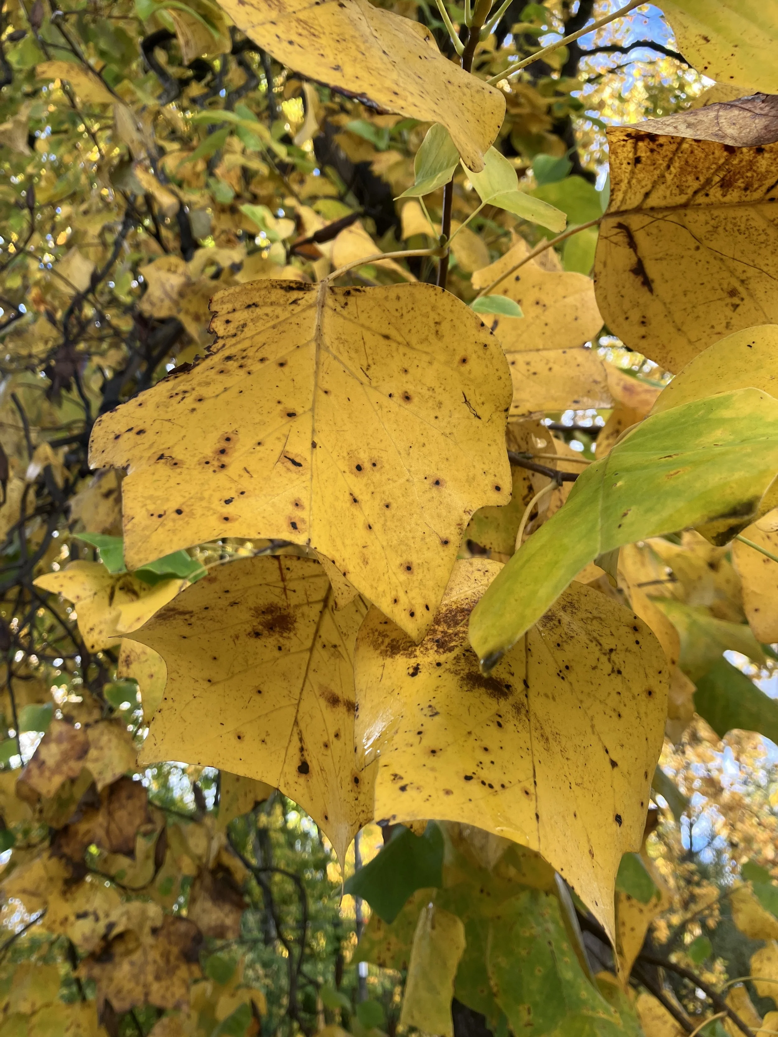 Wednesday Farm Work Party