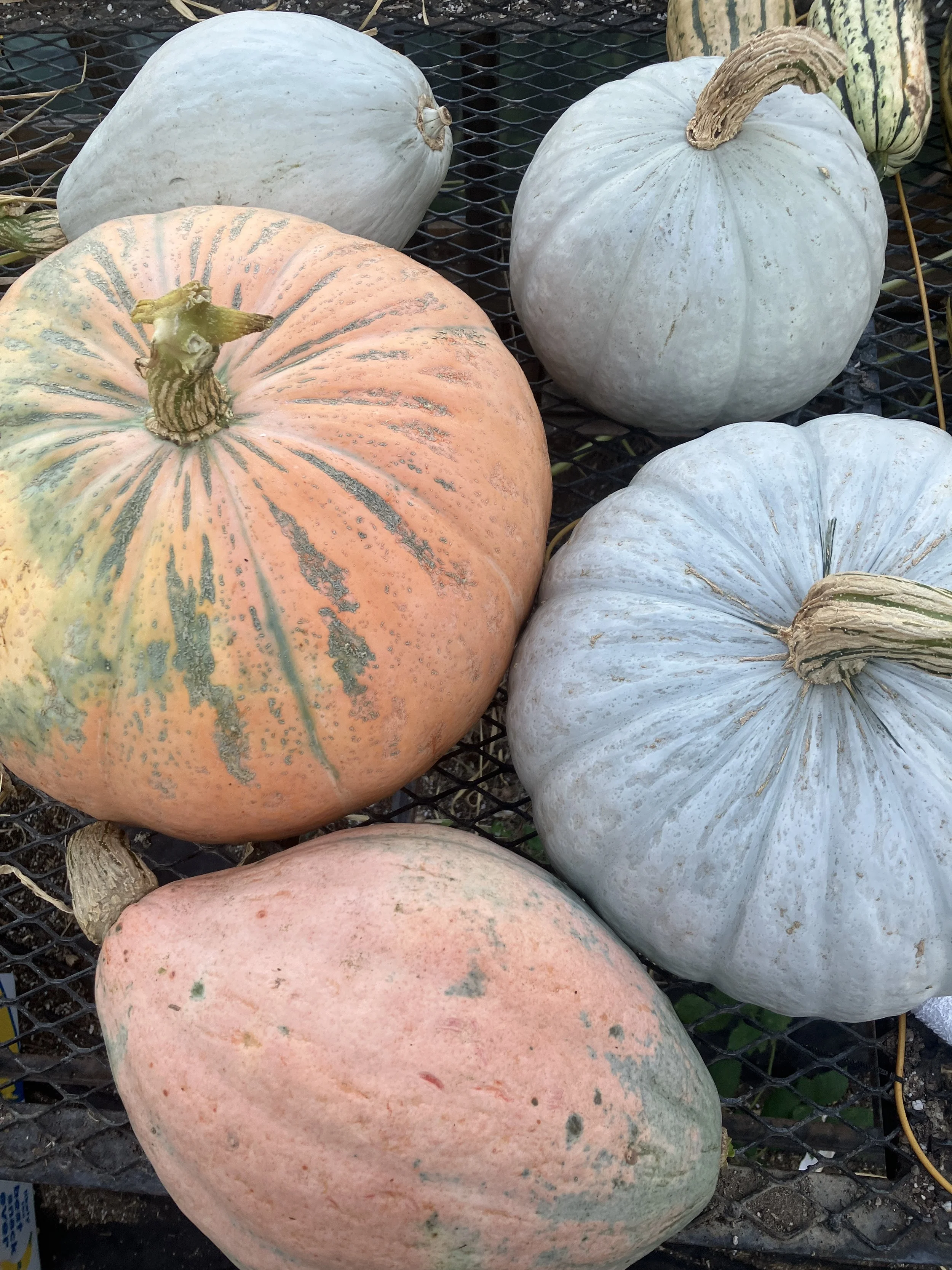 Adopt a Crop Celebration