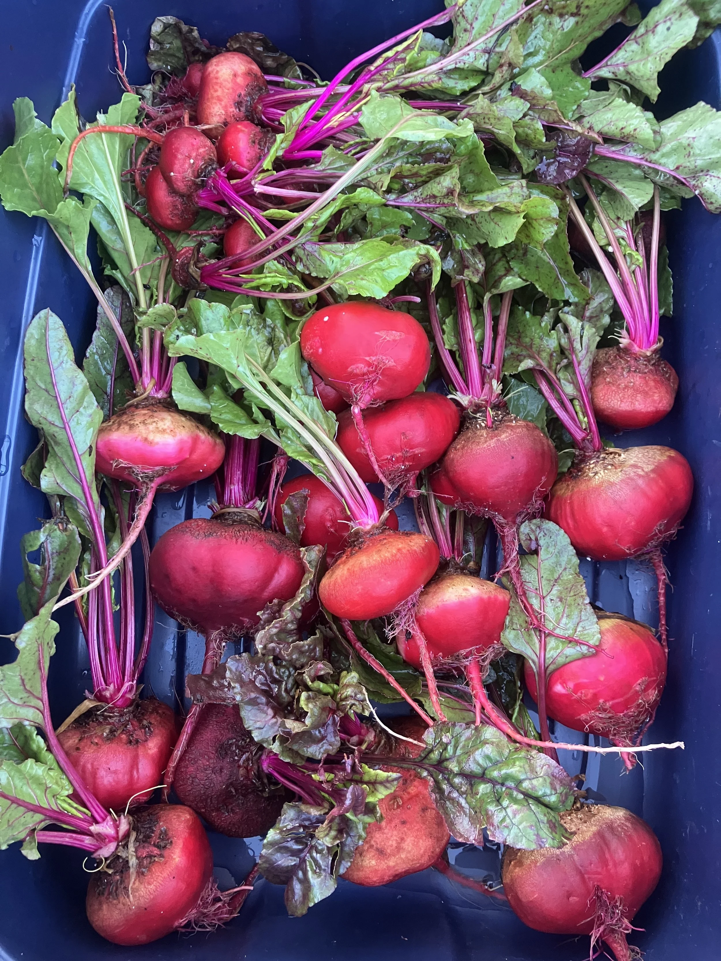 Harvest Highlights 2025 Review