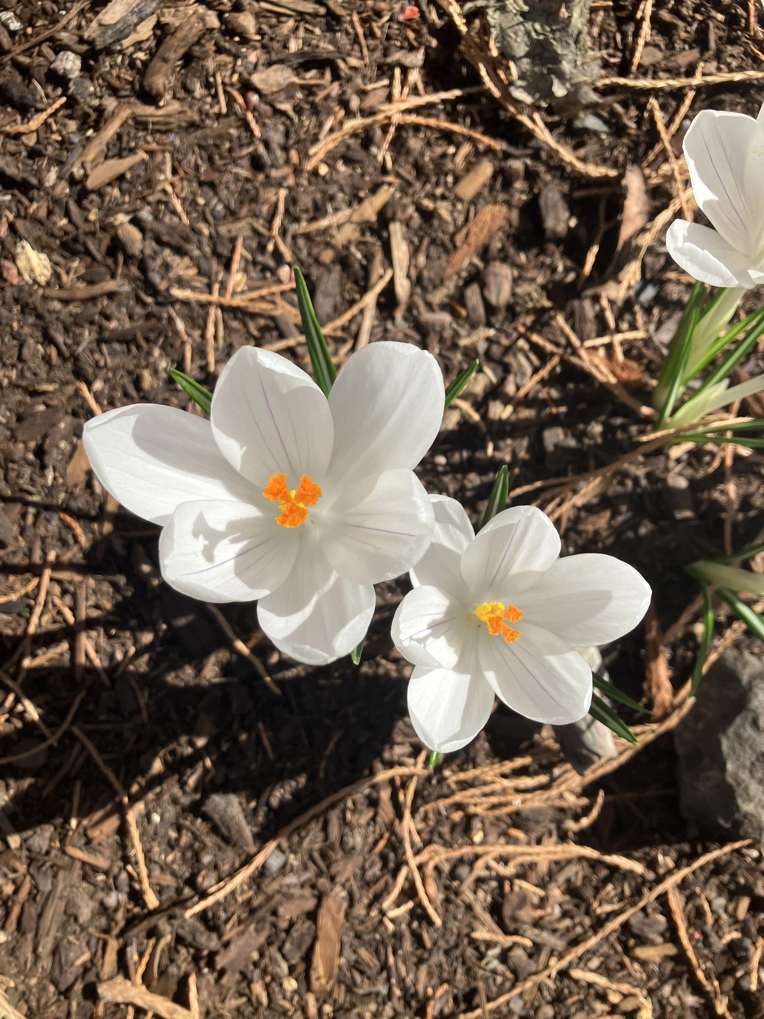 Friday Farm Work Party