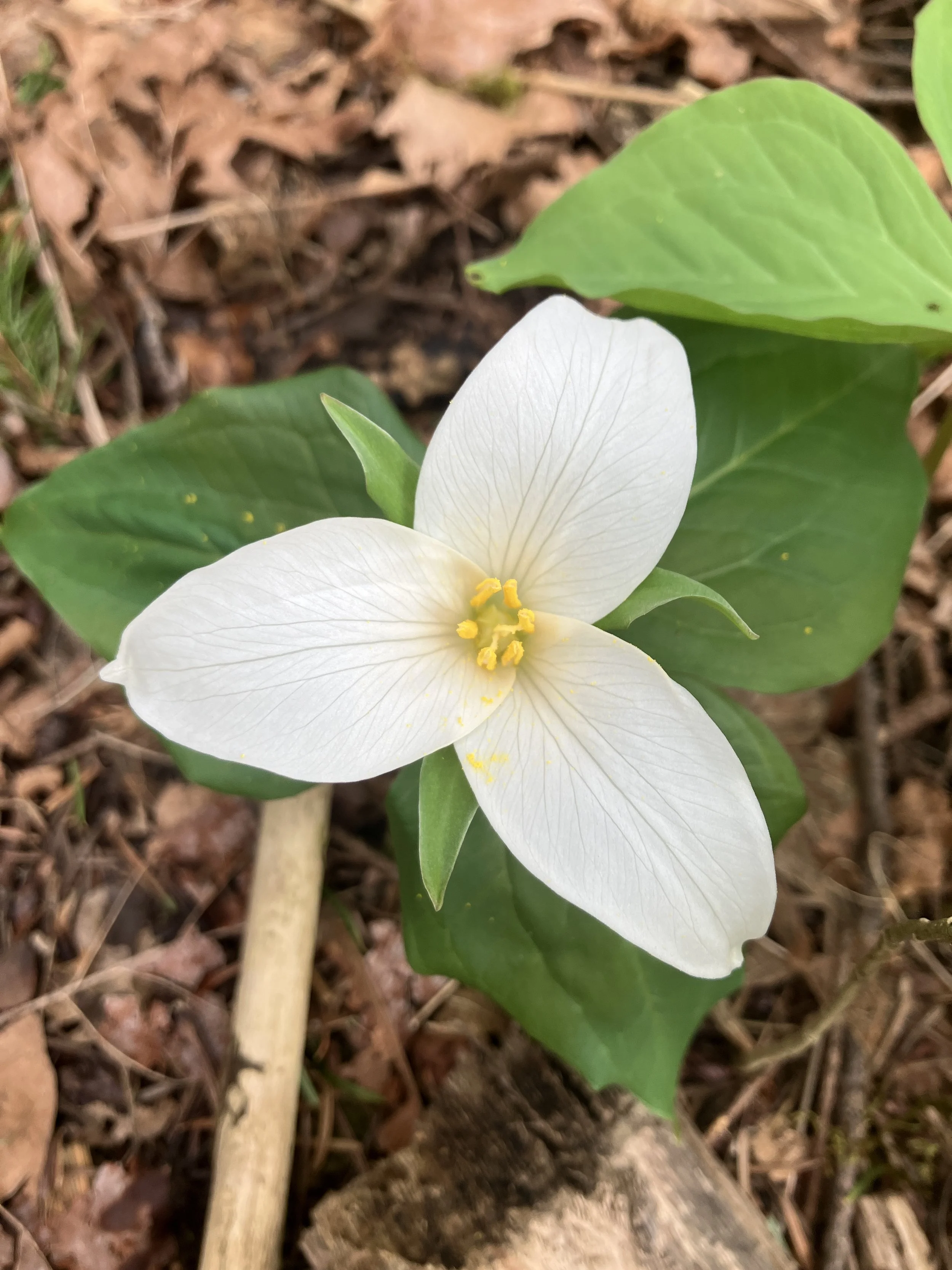 Friday Farm Work Party