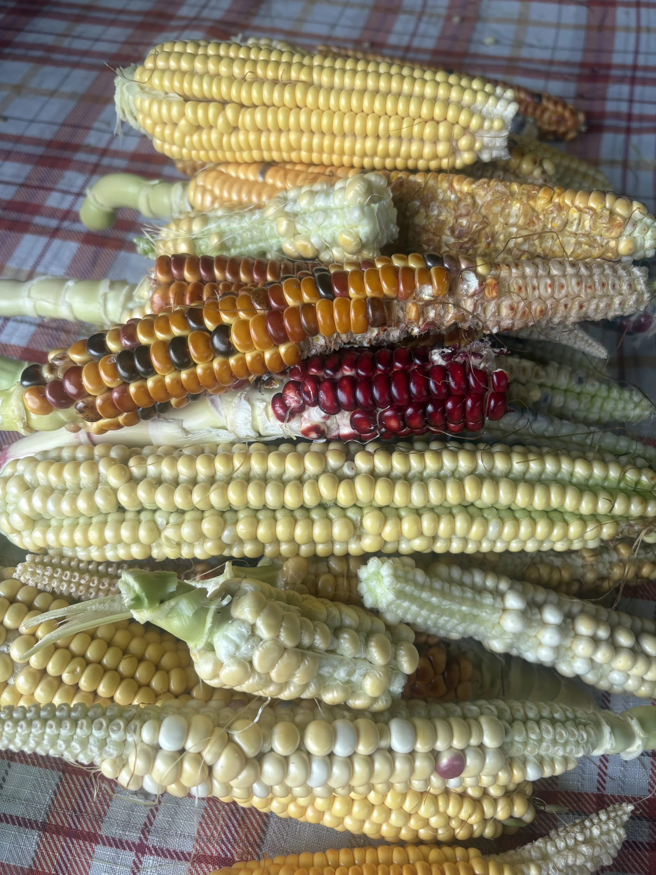 Wednesday Farm Work Party