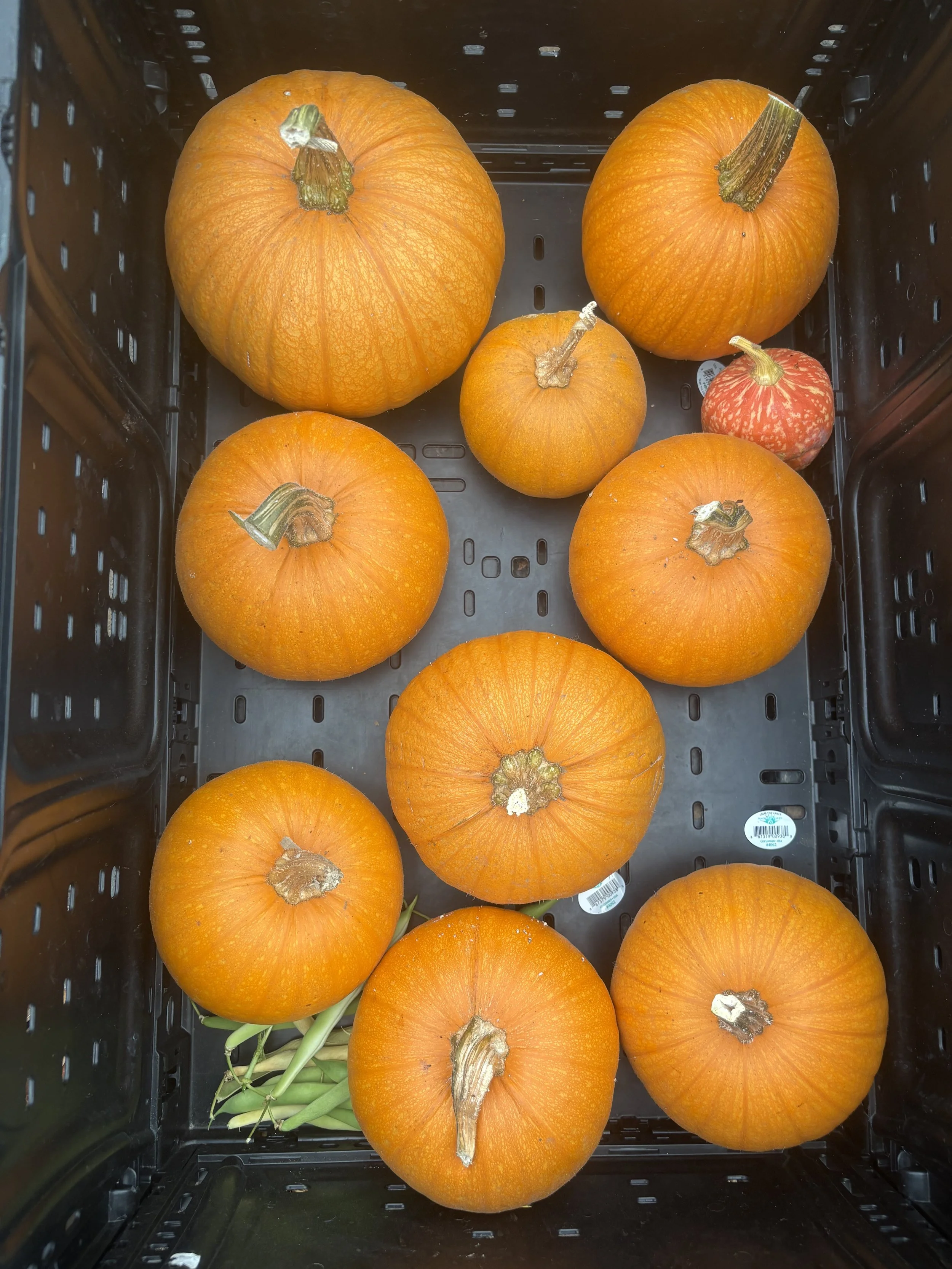 Wednesday Farm Work Party