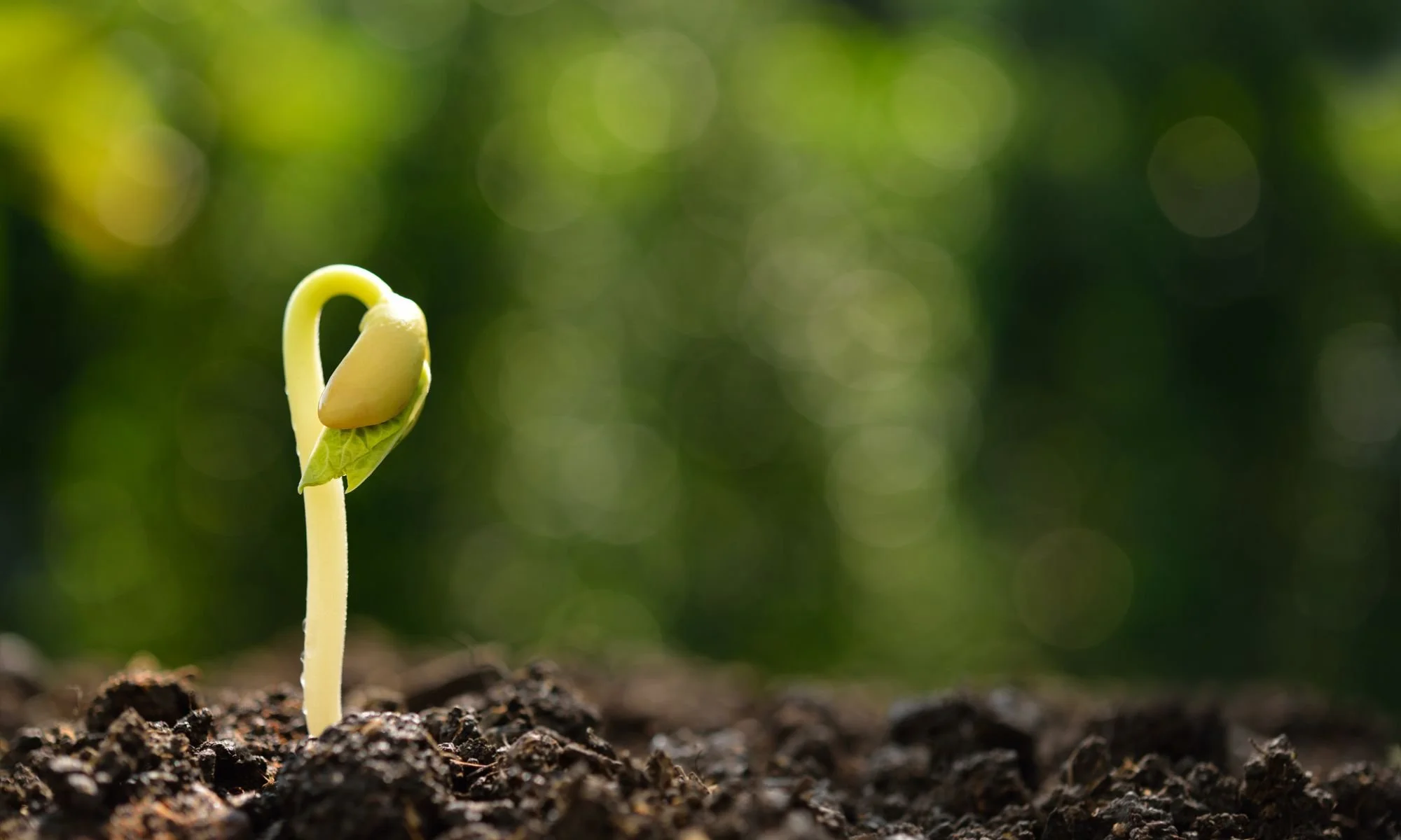 How Homegrown Took Root: The Story Behind the Gathering