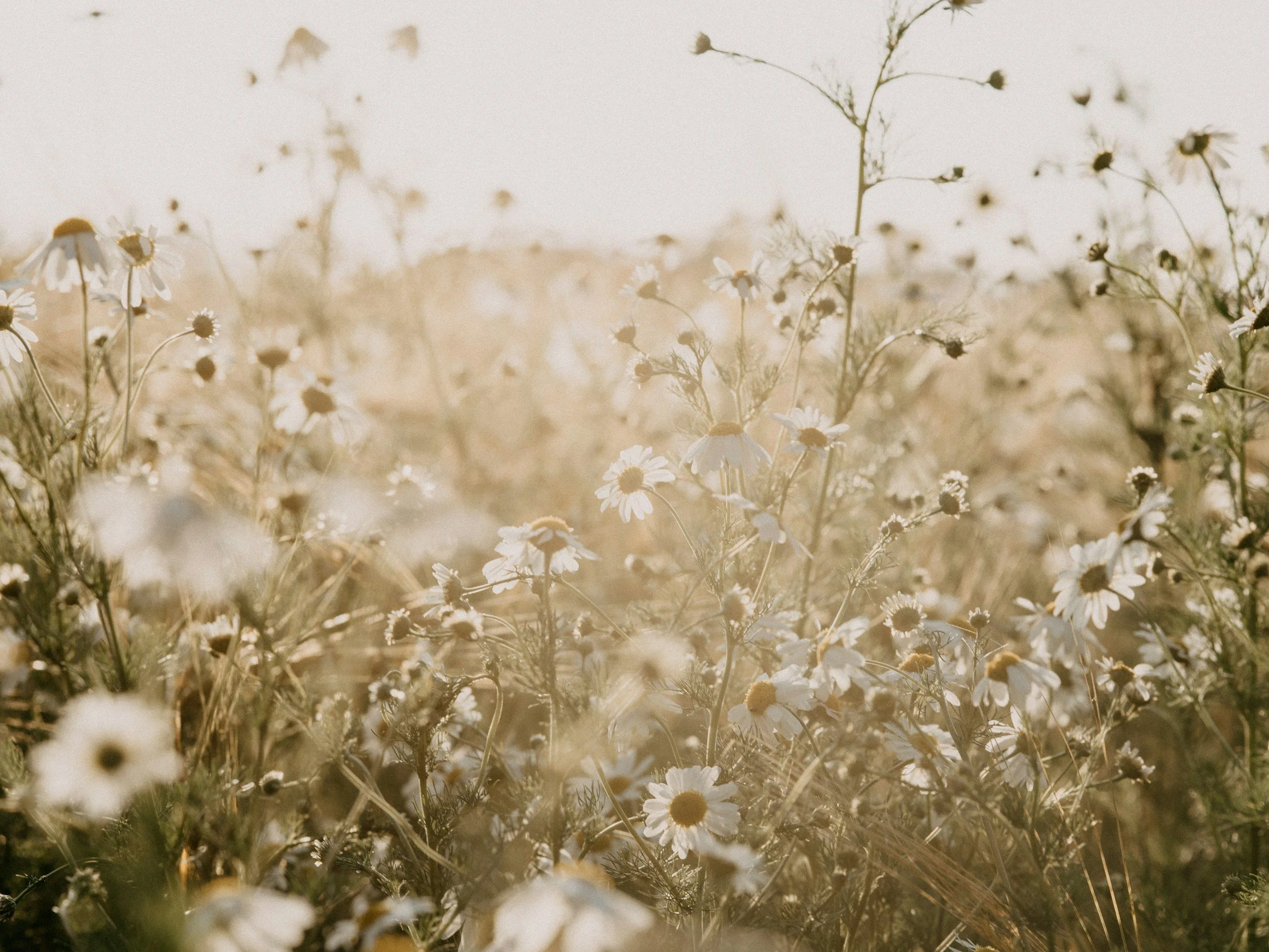 A field of small white daisies with yellow centers basking in warm sunlight, creating a soft, golden glow.