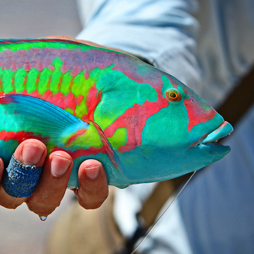 harper-wrasse.png