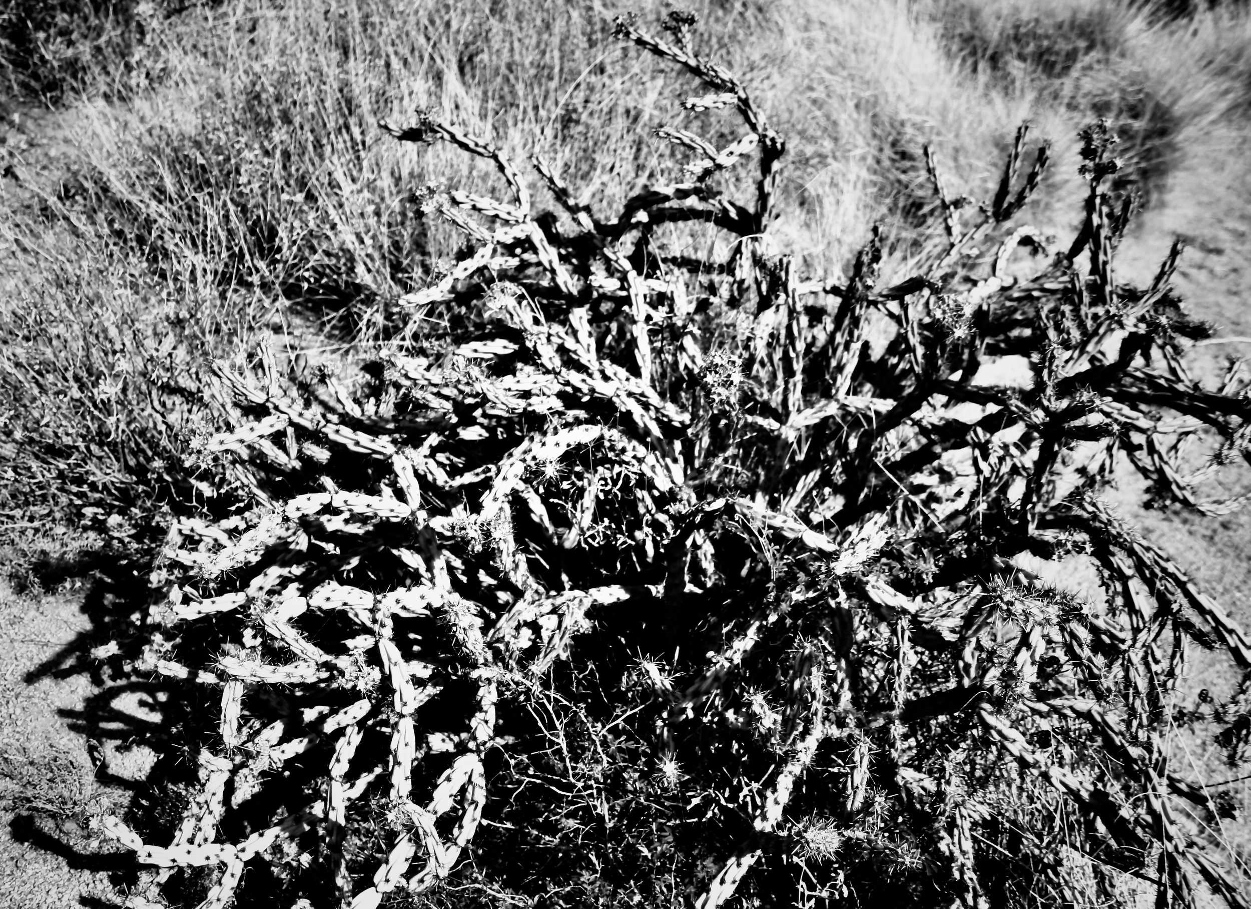 IMG_3832.jpeg