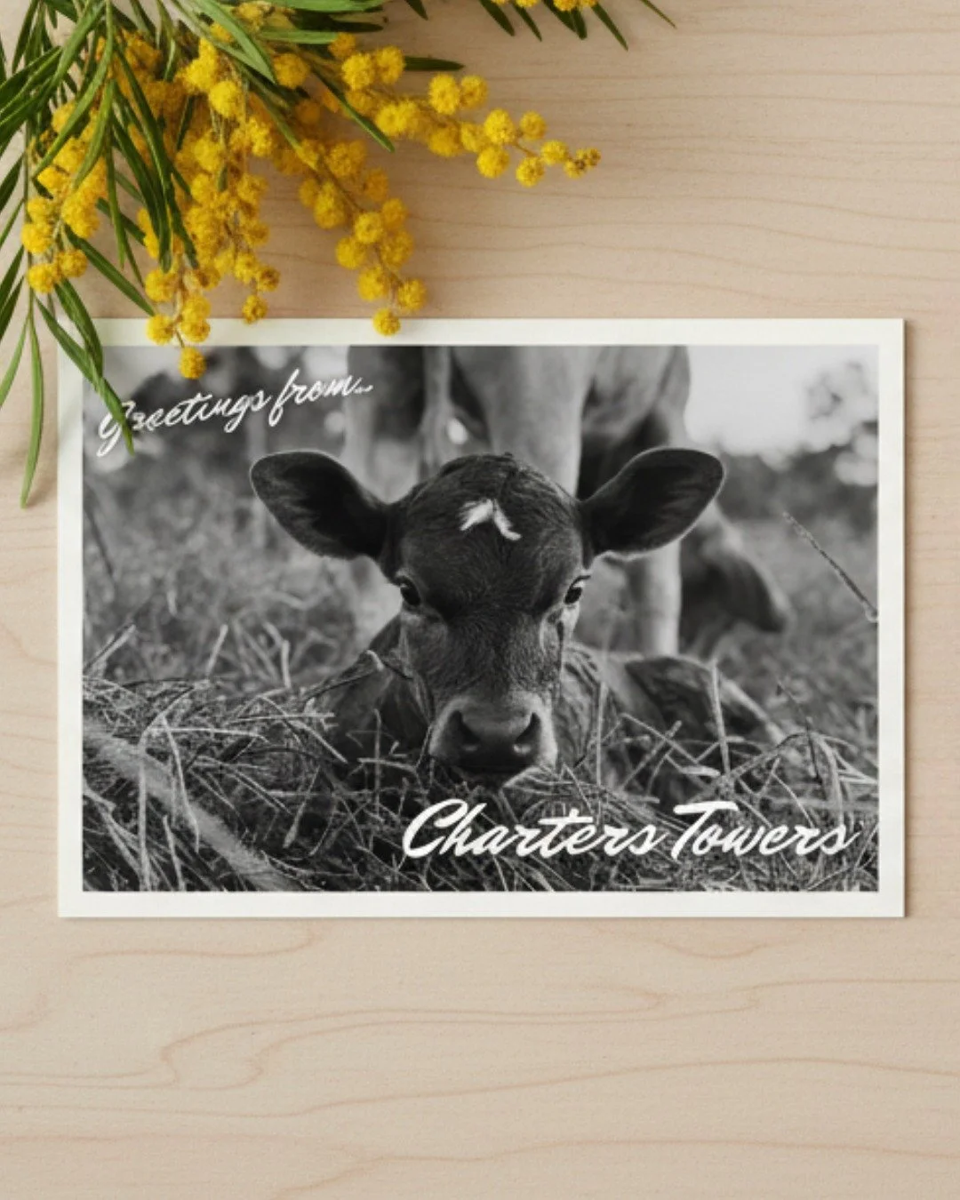 𝑮𝒓𝒆𝒆𝒕𝒊𝒏𝒈𝒔 𝒇𝒓𝒐𝒎 𝑪𝒉𝒂𝒓𝒕𝒆𝒓𝒔 𝑻𝒐𝒘𝒆𝒓𝒔 🌿

This photograph was captured on our family's property and was too cute not to turn into a postcard! Now available in store!

#nockacoora #RegionalQueensland #charterstowers #postcards #liv