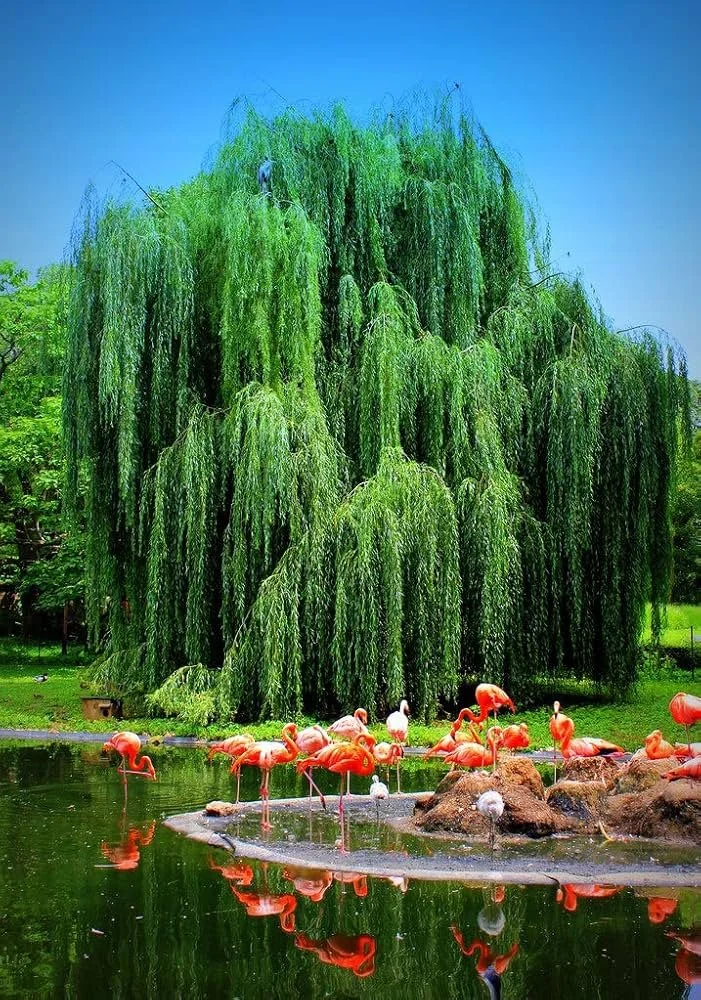 The Wisdom of the Willow Tree
