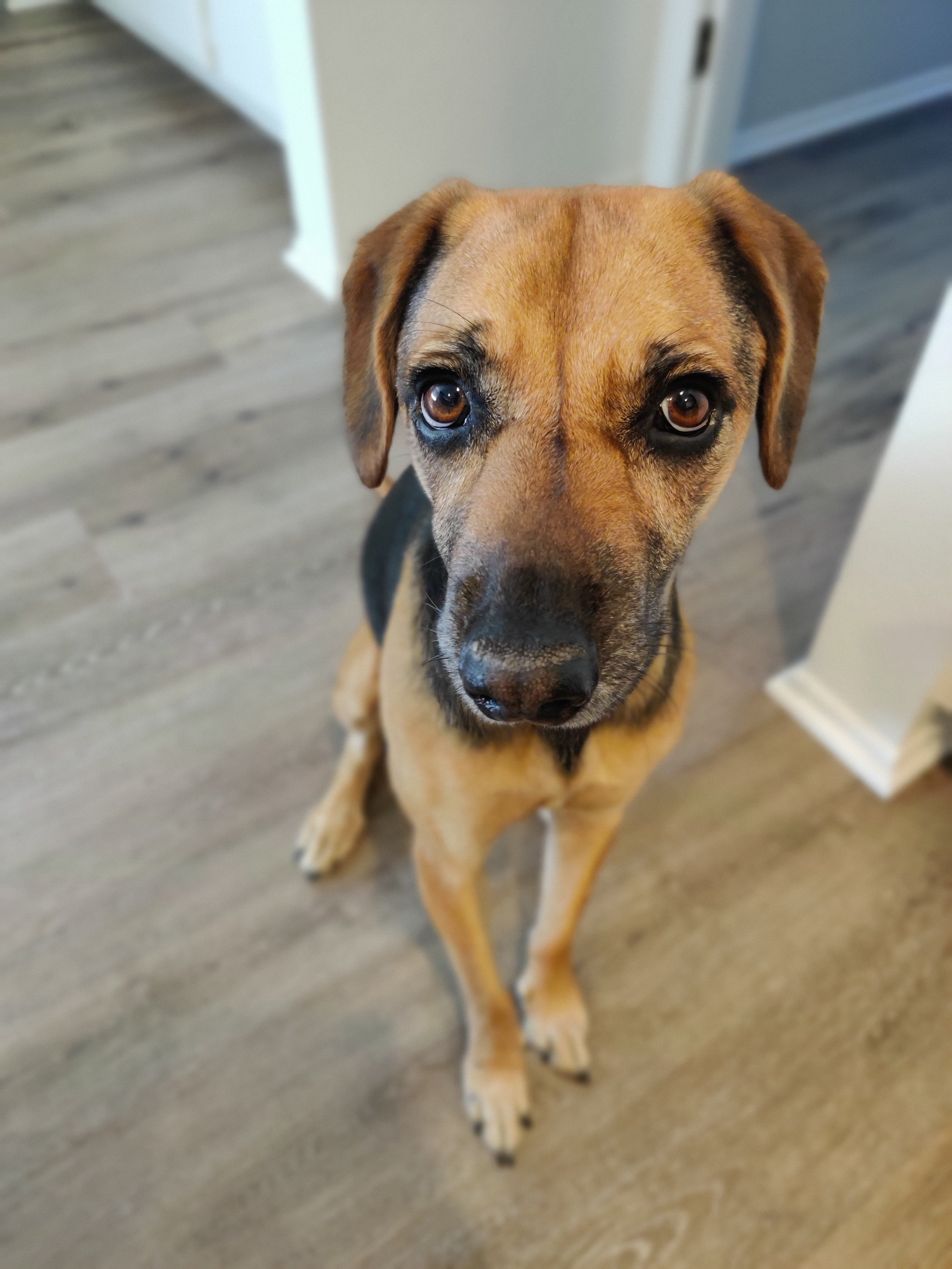 A tan and black dog with brown eyes sitting on a wooden floor indoors, looking up at the camera.