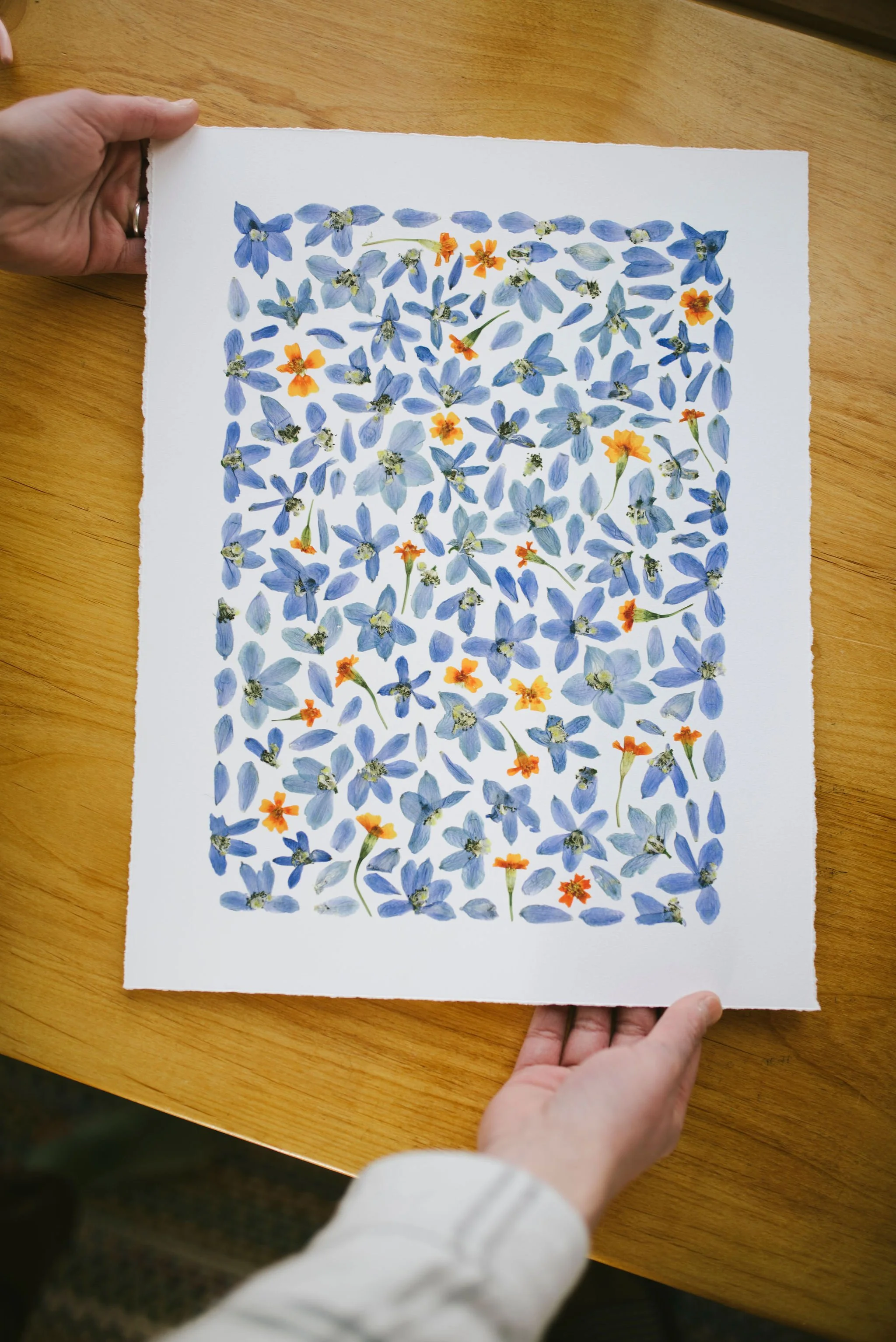 A fine art print of pressed delphinium and tiny marigolds. The artist is holding the print and the edges are deckled. 