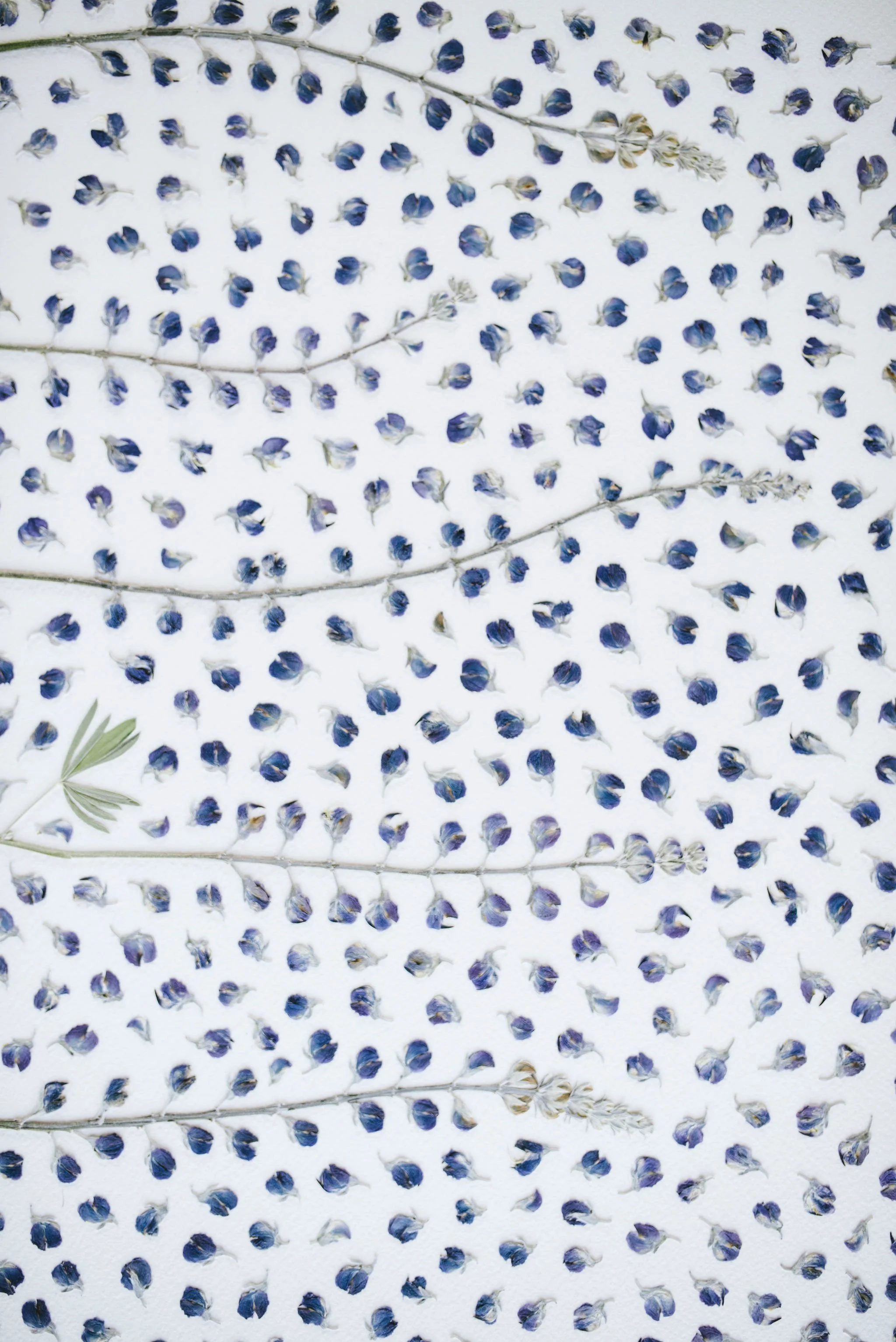 A close up image of pressed lupin.