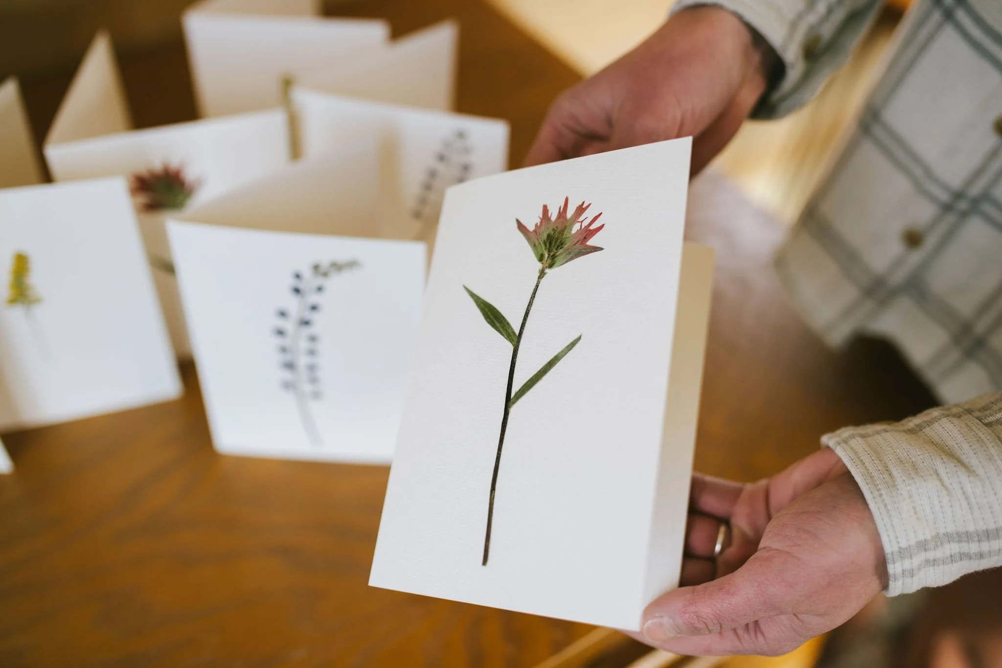 Original pressed flower greeting cards. The artist is holding a card with a Indian Paintbrush flower. 