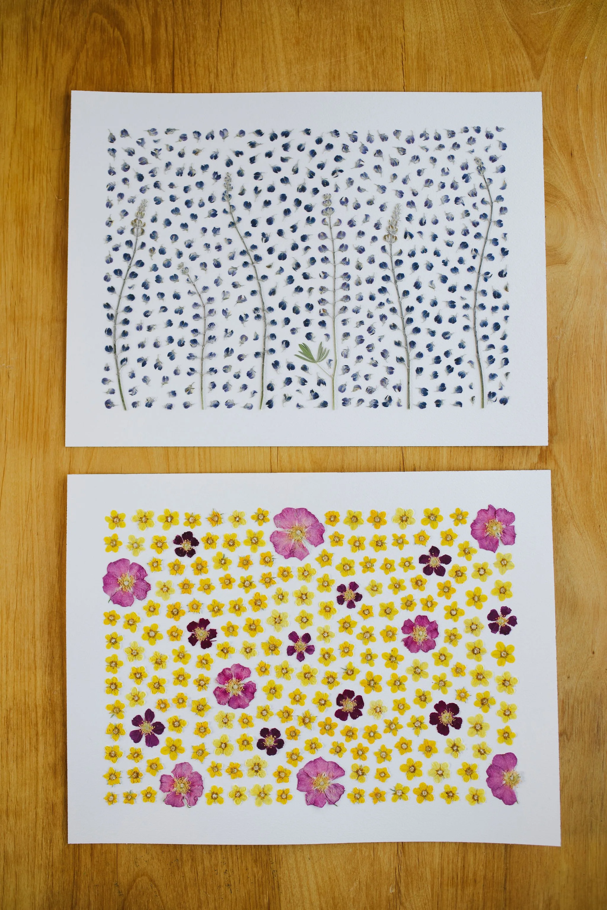 Two original pieces of pressed flower artwork. The top piece contains lupin flowers. The bottom piece contains buttercup and nootka rose flowers.