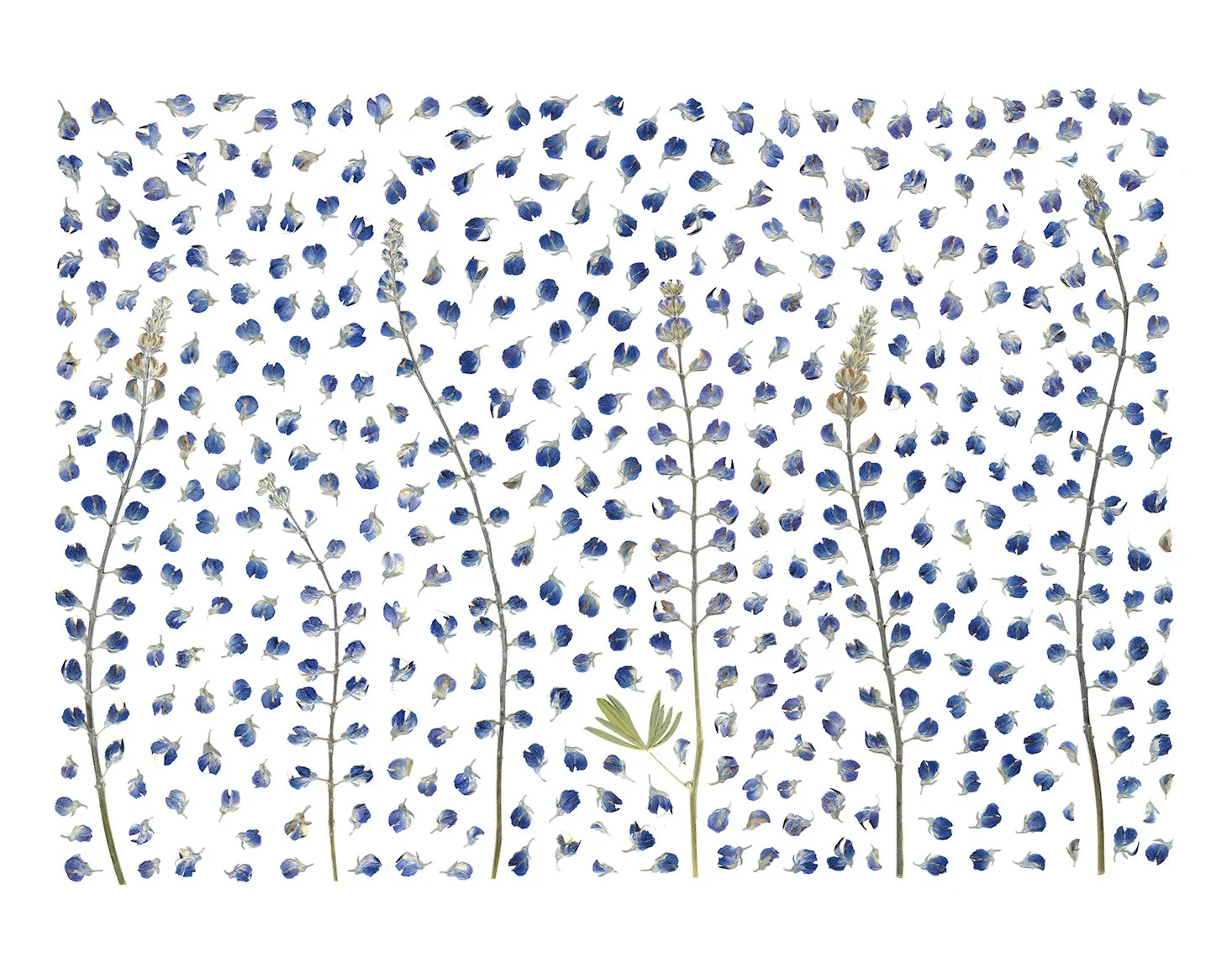 Web_Fragile forest.jpg