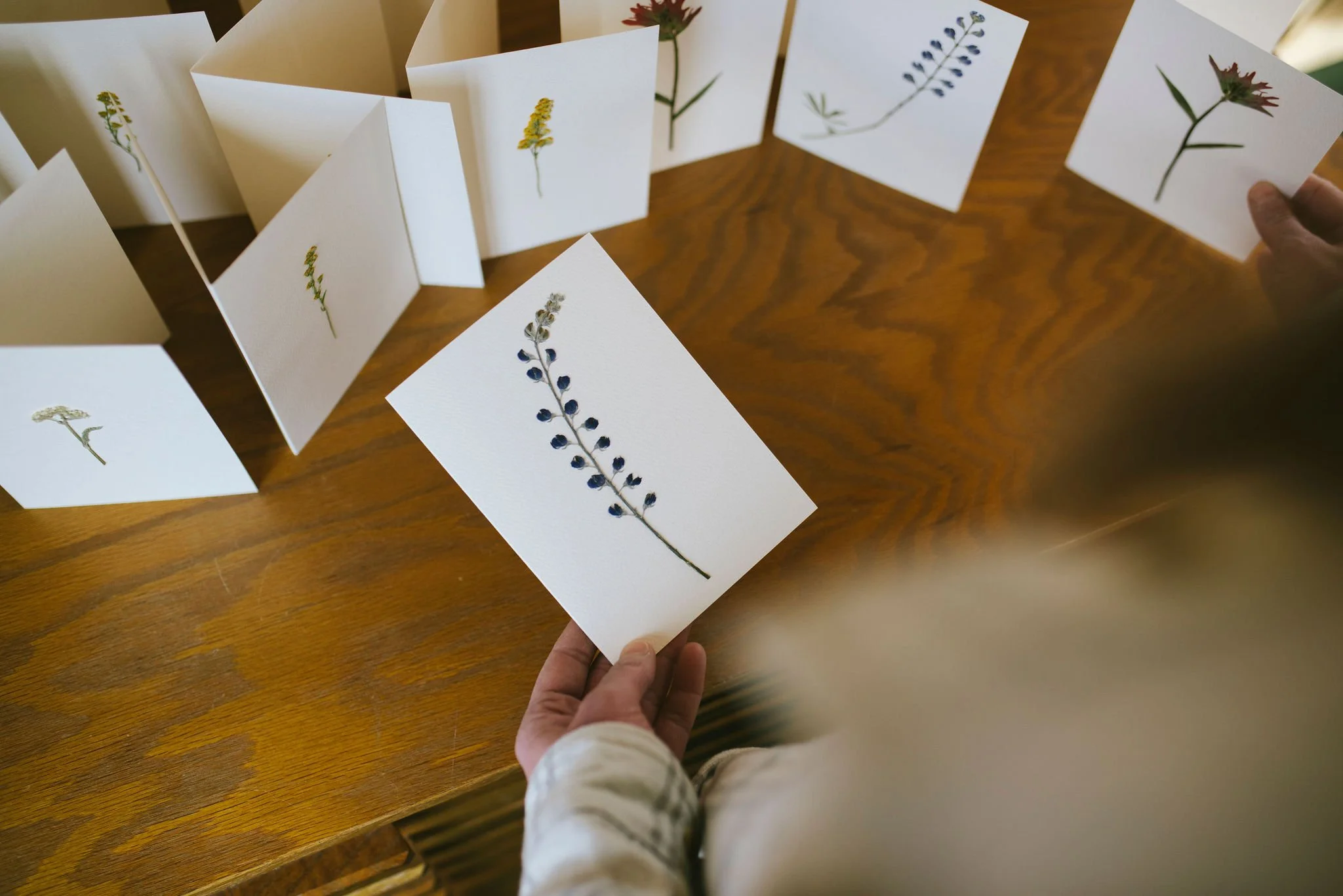 Original pressed flower greeting cards. The artist is holding a card with a lupin flower. 