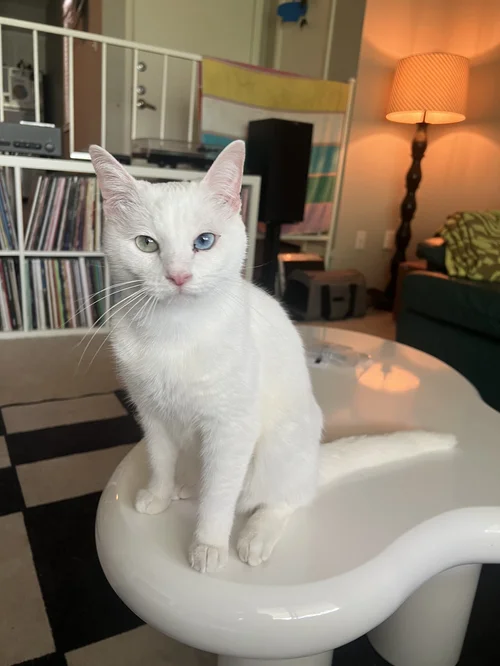 Lil' Richie