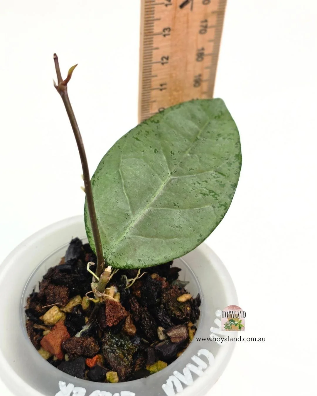 Hoya lai chau silver (4).jpg