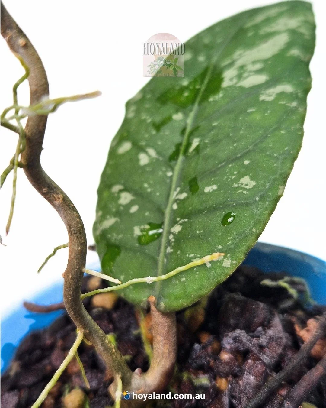 Hoya meredithii aceh kopi montain (5).jpg