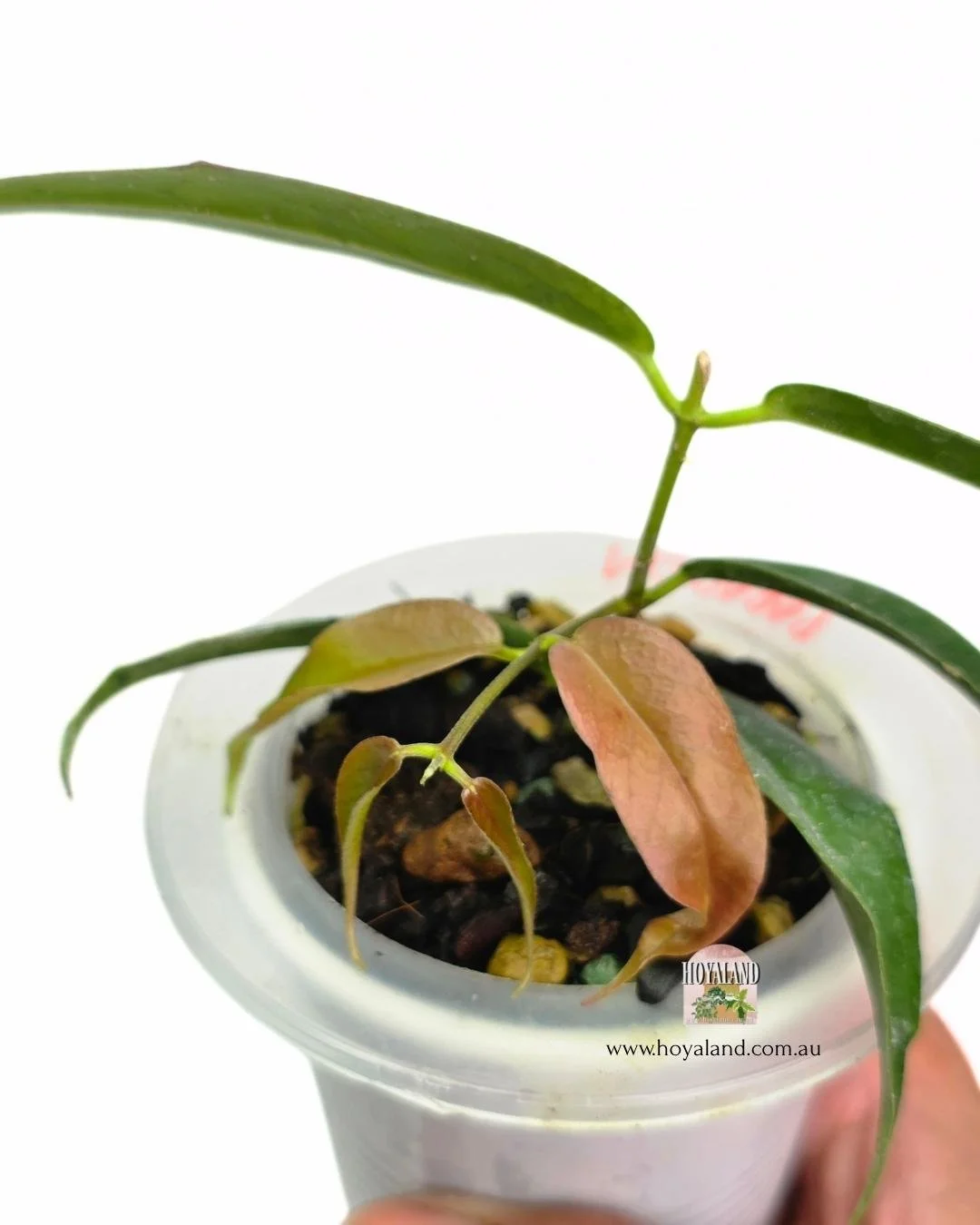 Hoya paradisea b (2).jpg