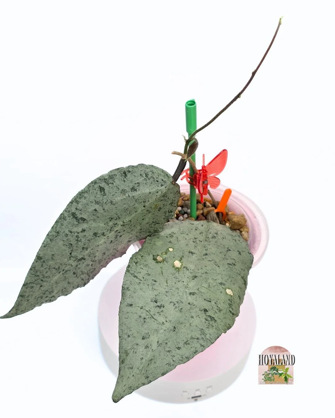 Hoya caudata argene (4).jpg