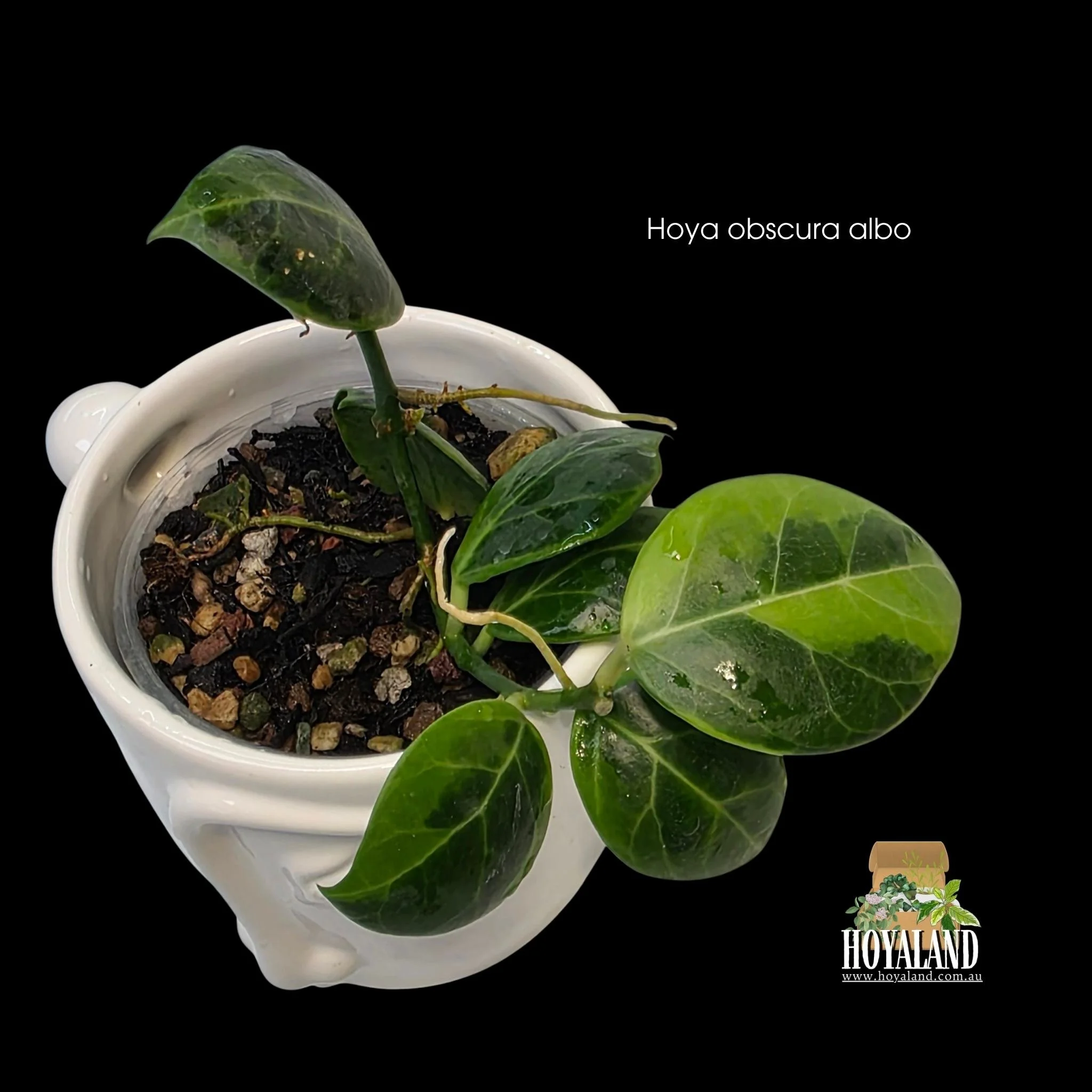 Hoya obscura albo (3).jpg