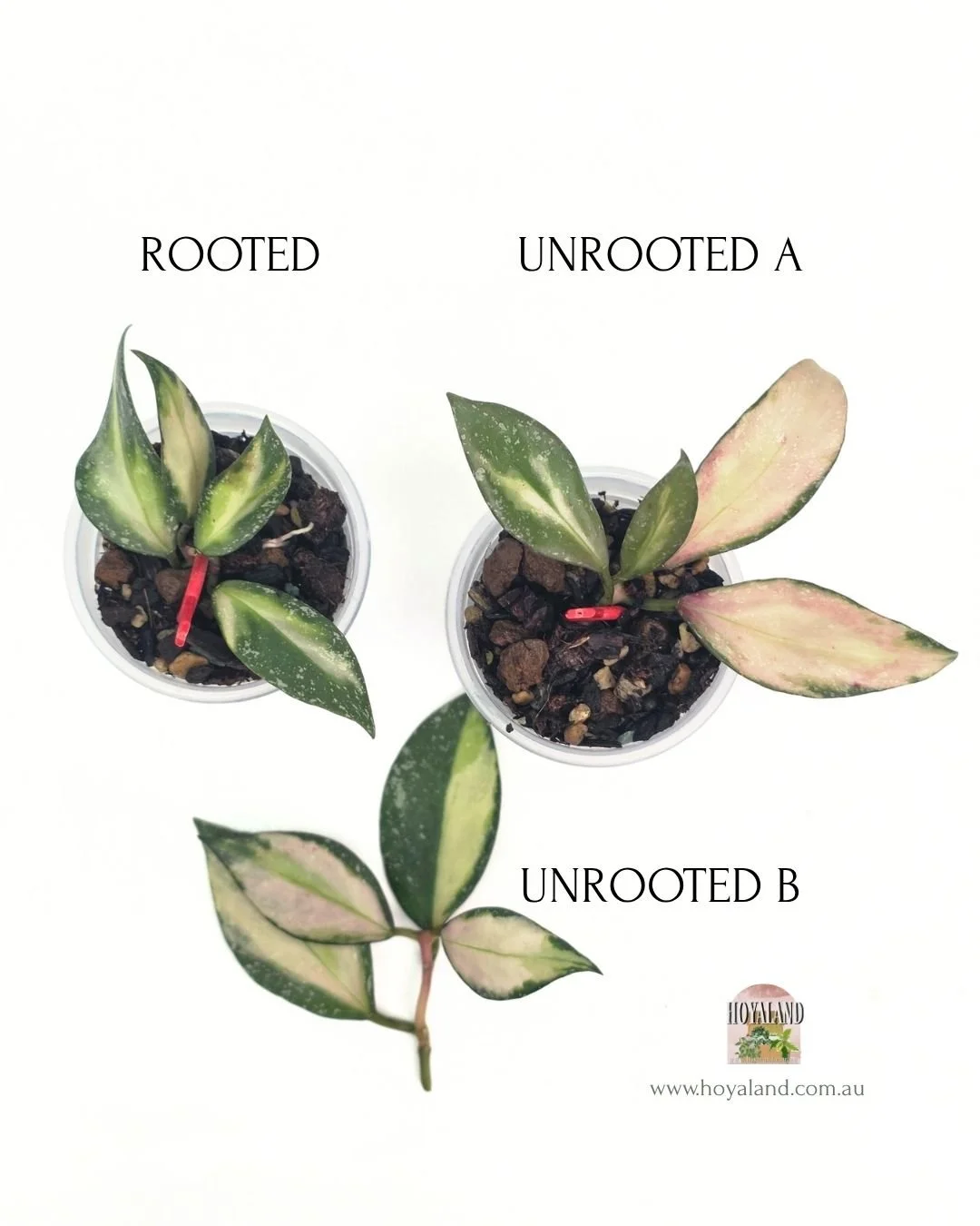 Hoya nabawanensis variegata.jpg