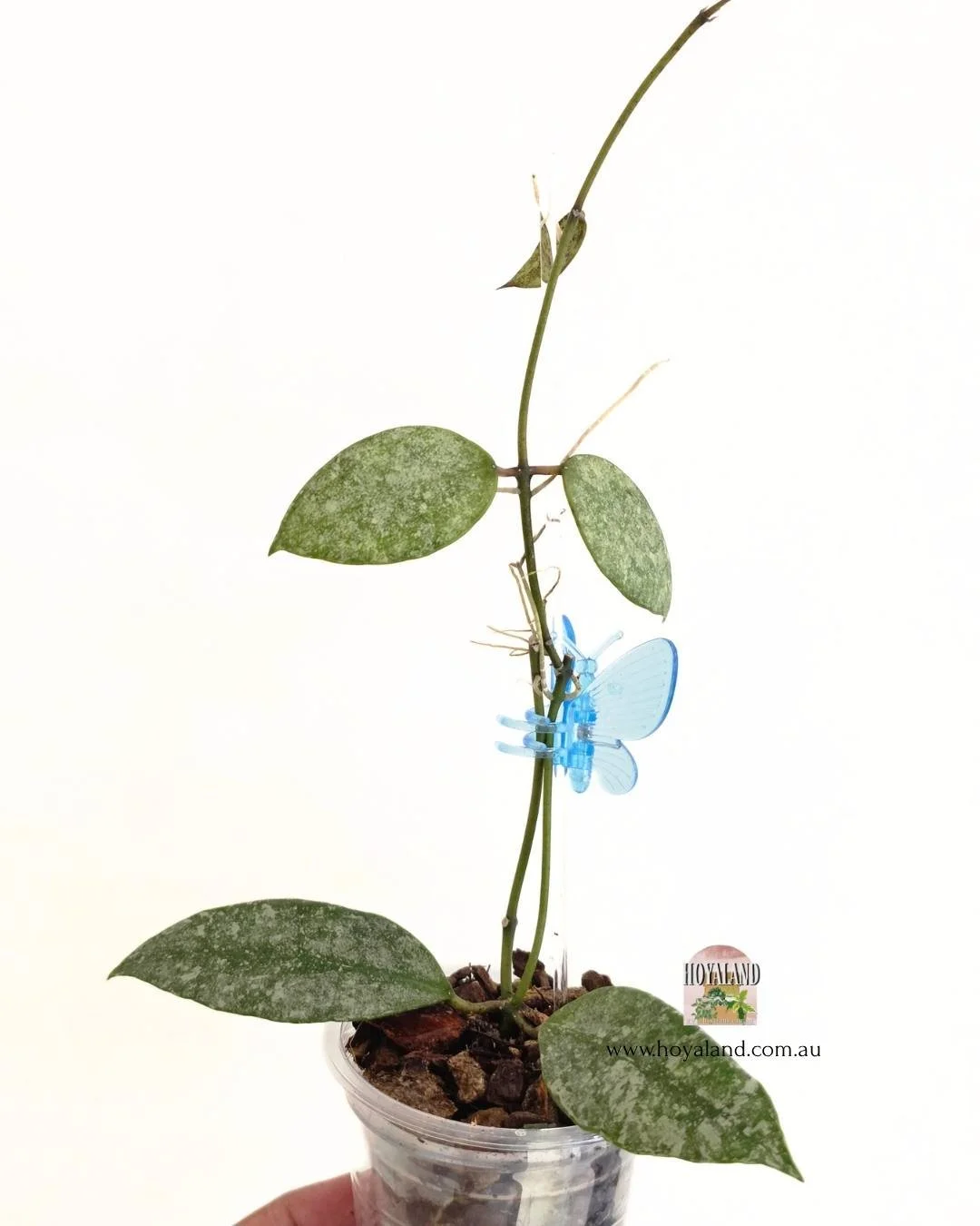 Hoya walliniana silver 1.jpg