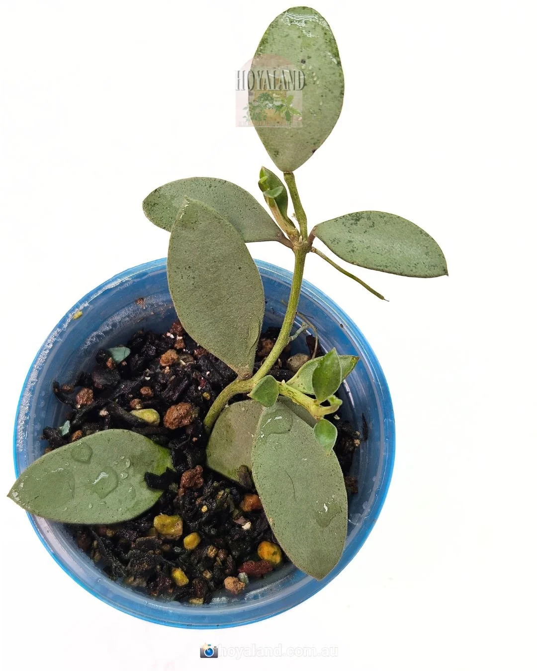 hoya nummularioides silver (2).jpg