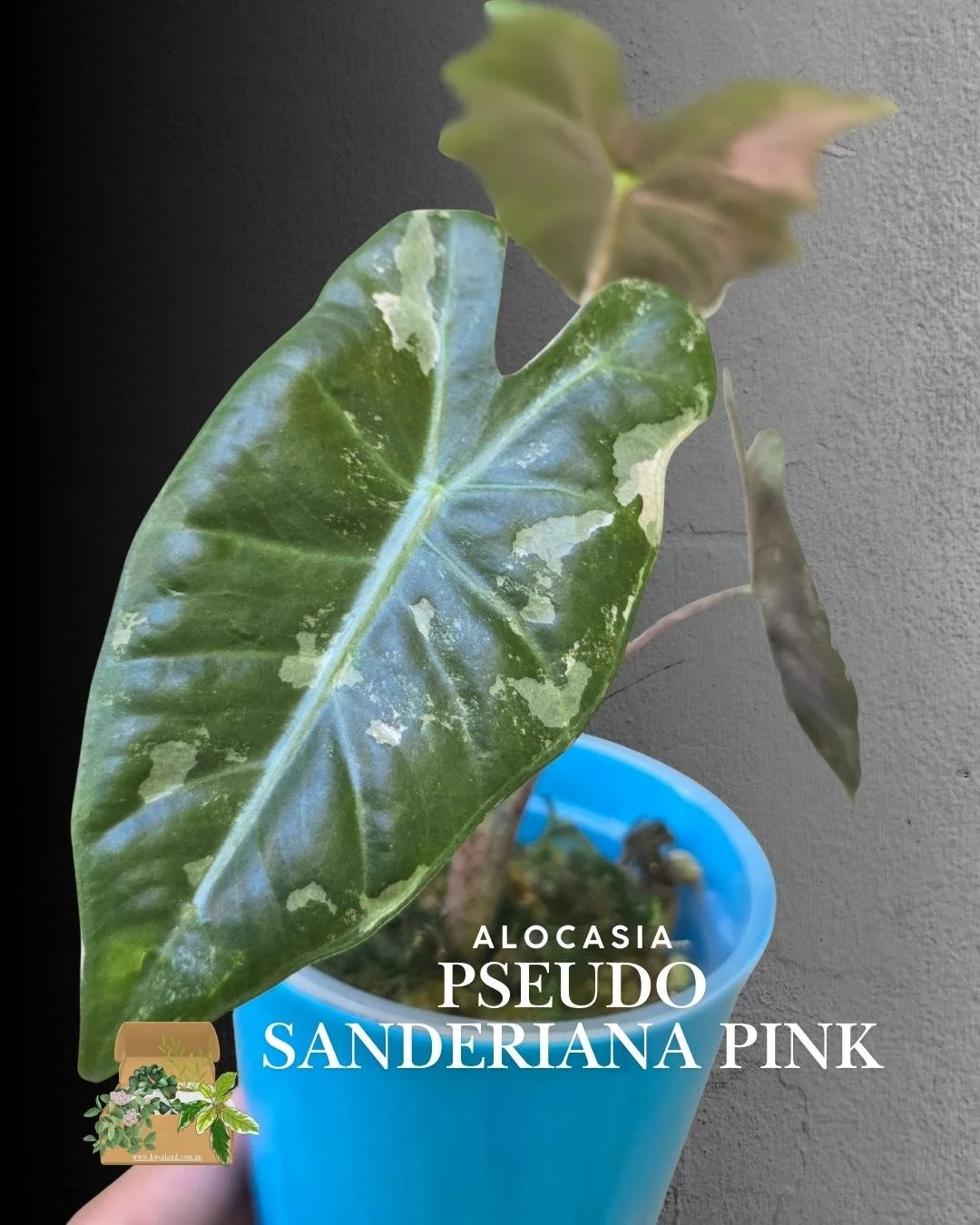 Alocasia pseudo sanderiana pink (2).jpg