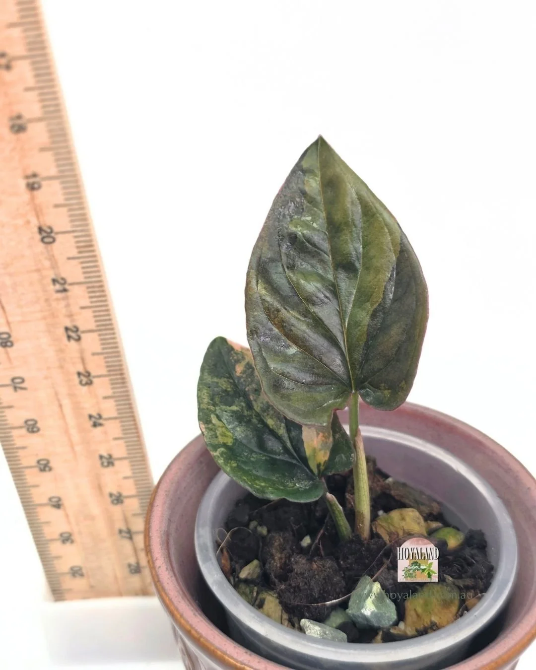 Syngonium red arrow variegata (2).jpg