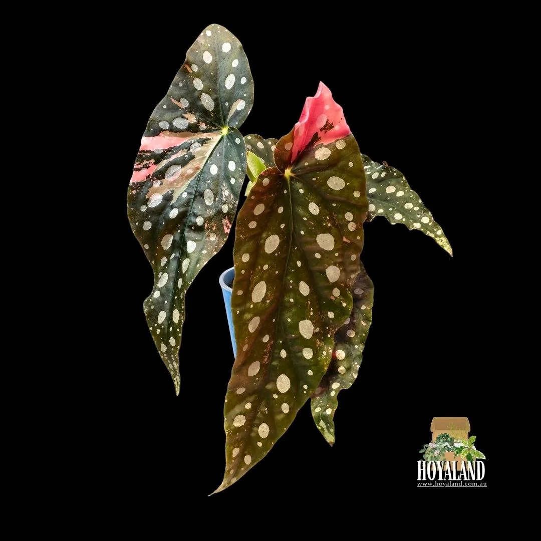 begonia maculata variegata b (1).jpg