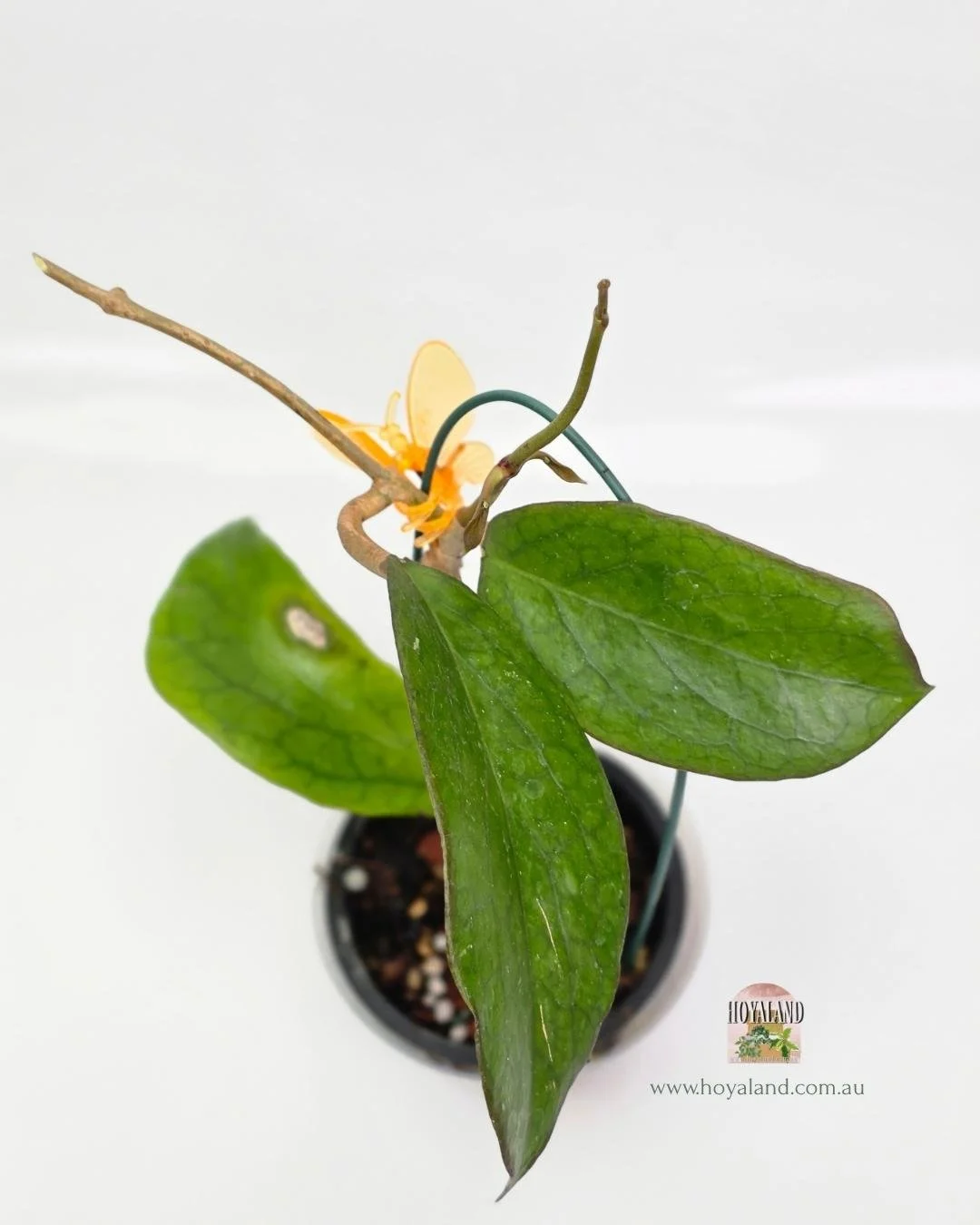 Hoya AH red edge B (3).jpg