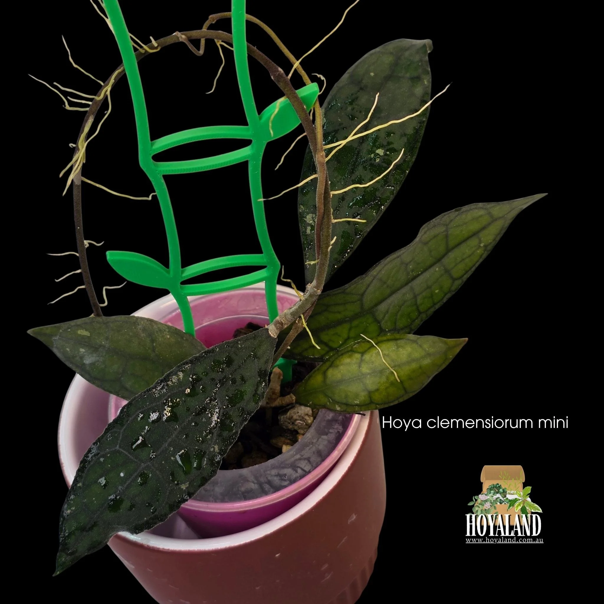 Hoya clemensiorum mini.jpg