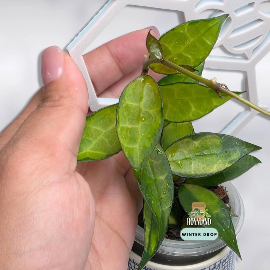 Established Hoya lacunosa Red showing unique green on green variegated mutation