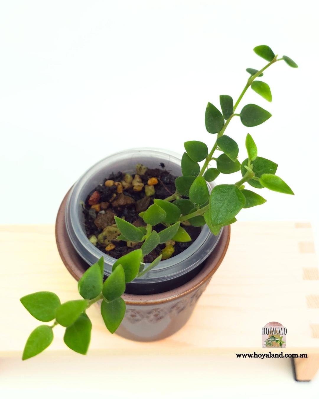 🍂  Hoya chinghungensis | Small Leaf Cool Grower