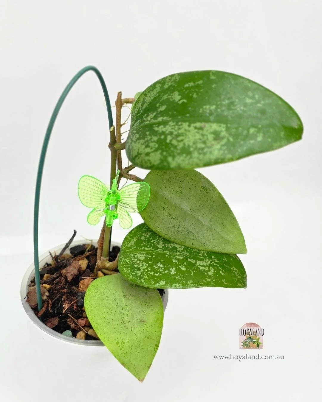 Hoya AH Aurora (7).jpg