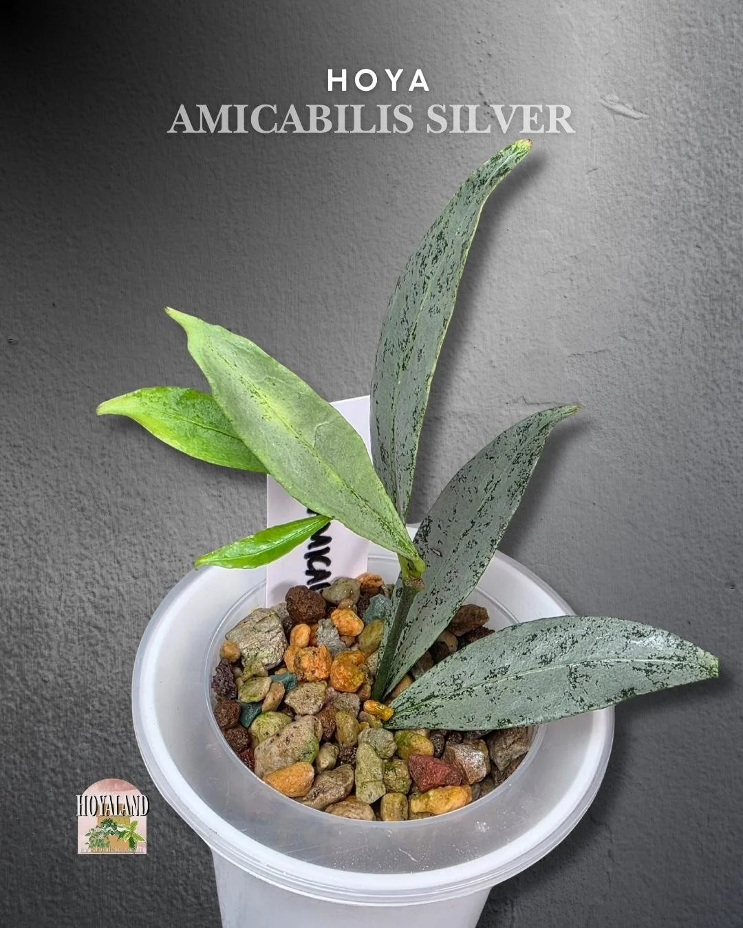 Hoya amicabilis silver (3).jpg