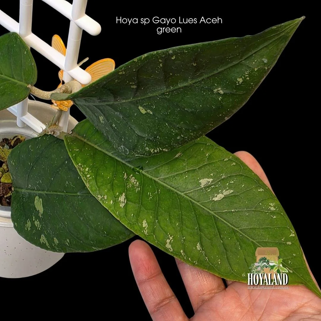 ⛄ Hoya sp. Gayo Lues Aceh (Green Leaf Form) | Rare Deep Vein Dinosaur Hoya