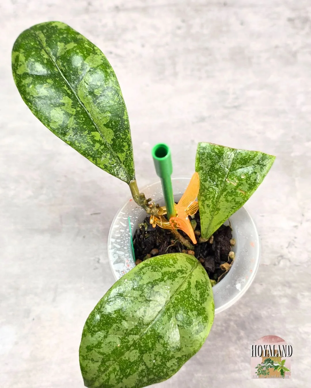 Hoya sp Kalbar splash (4).jpg